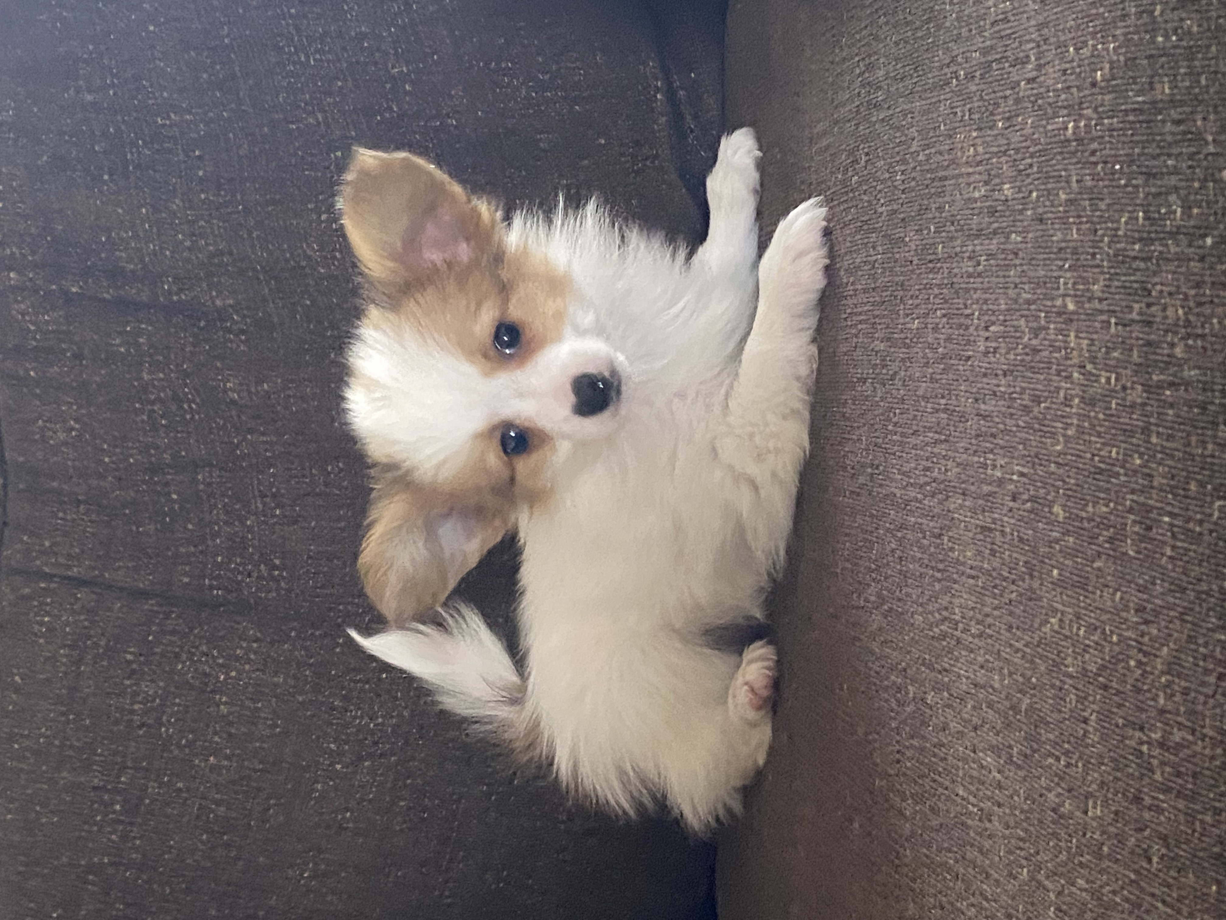 puppy, for, sale, Papillon, Curtis  Martin, dog, breeder, Seneca Falls, NY, dog-breeder, puppy-for-sale, forsale, nearby, find, puppyfind, locator, puppylocator, aca