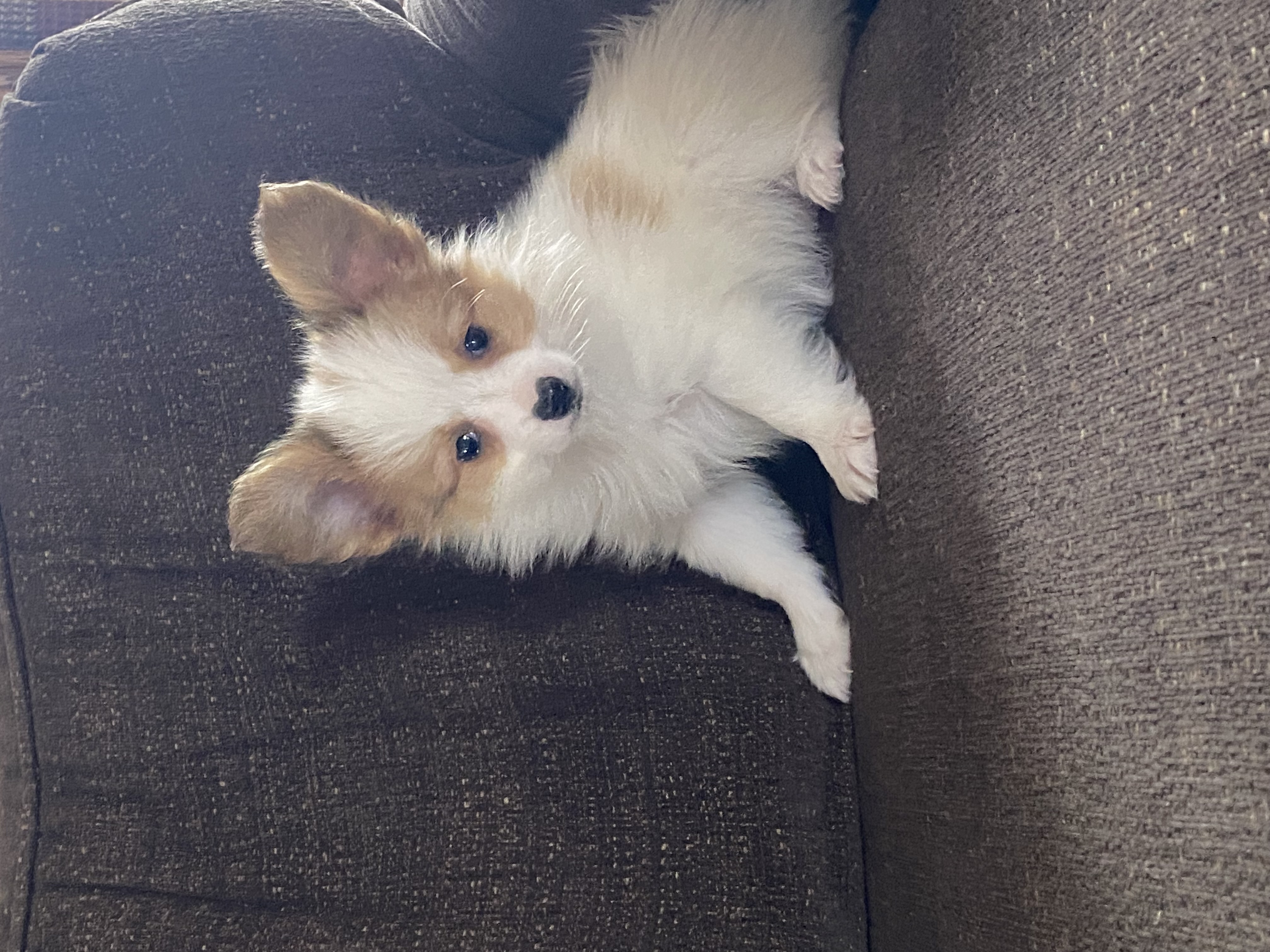puppy, for, sale, Papillon, Curtis  Martin, dog, breeder, Seneca Falls, NY, dog-breeder, puppy-for-sale, forsale, nearby, find, puppyfind, locator, puppylocator, aca