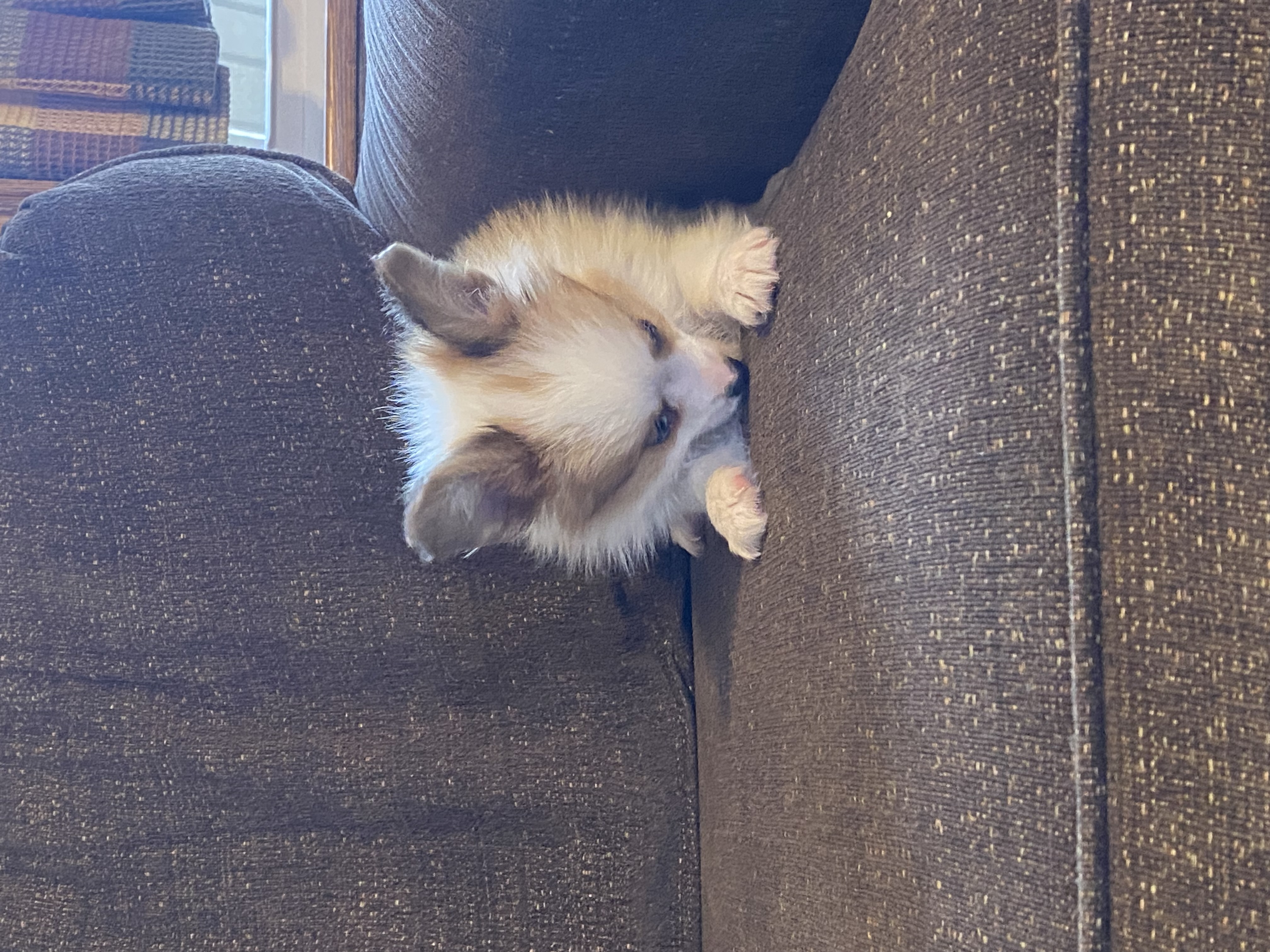 puppy, for, sale, Papillon, Curtis  Martin, dog, breeder, Seneca Falls, NY, dog-breeder, puppy-for-sale, forsale, nearby, find, puppyfind, locator, puppylocator, aca