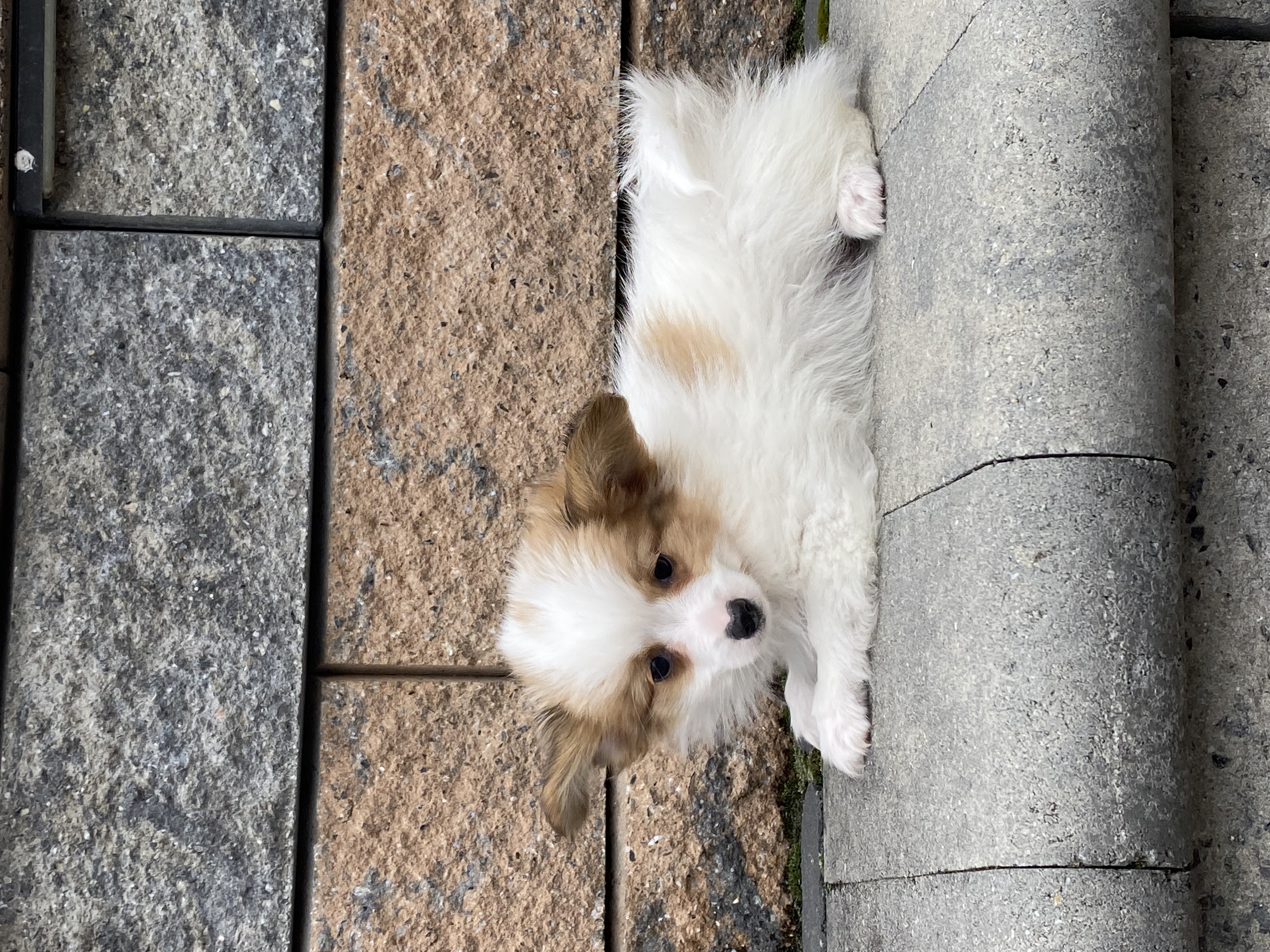 puppy, for, sale, Papillon, Curtis  Martin, dog, breeder, Seneca Falls, NY, dog-breeder, puppy-for-sale, forsale, nearby, find, puppyfind, locator, puppylocator, aca