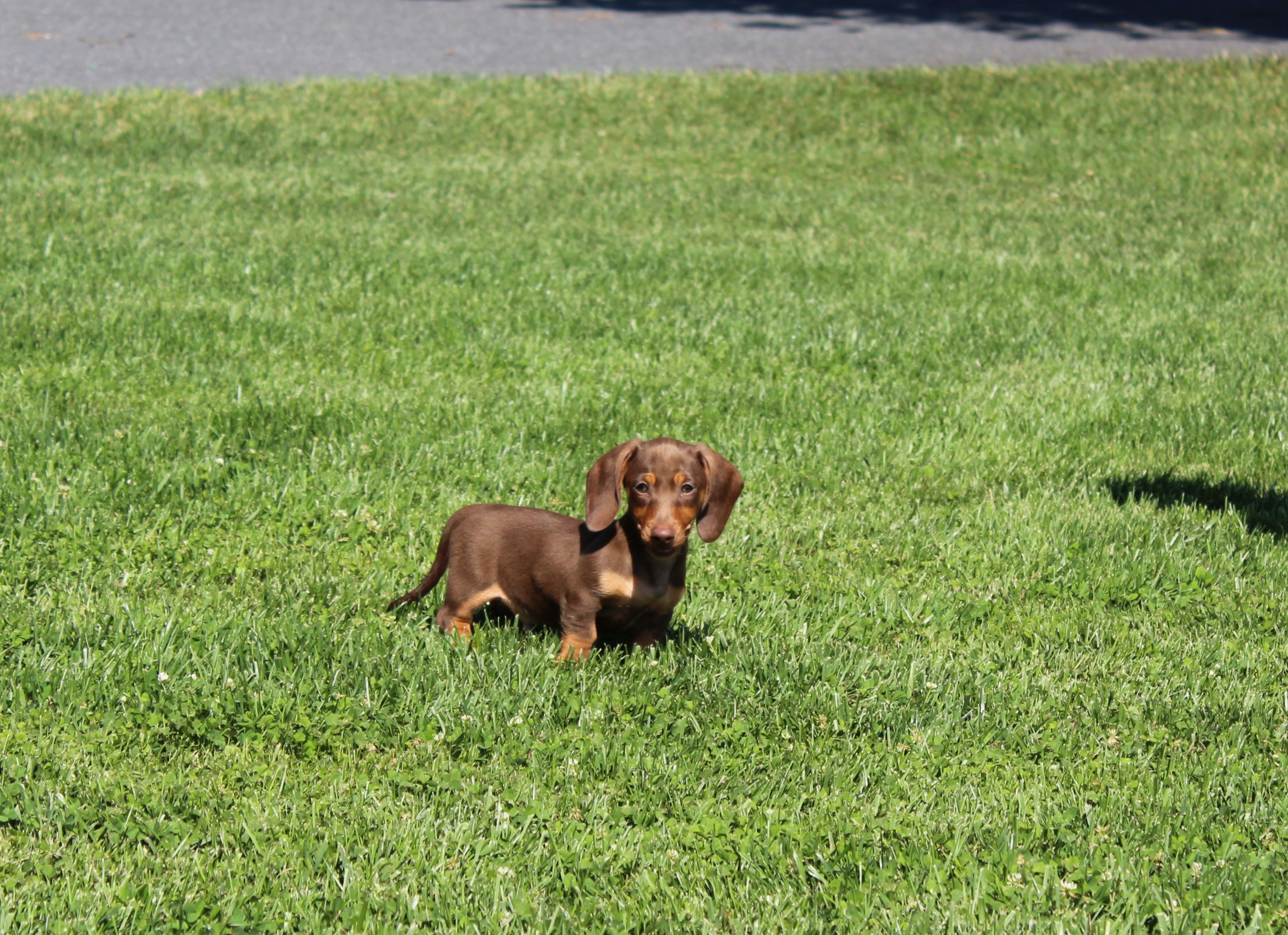 puppy, for, sale, Dachshund,   Little Stream Estates LLC, dog, breeder, Lititz, PA, dog-breeder, puppy-for-sale, forsale, nearby, find, puppyfind, locator, puppylocator, aca