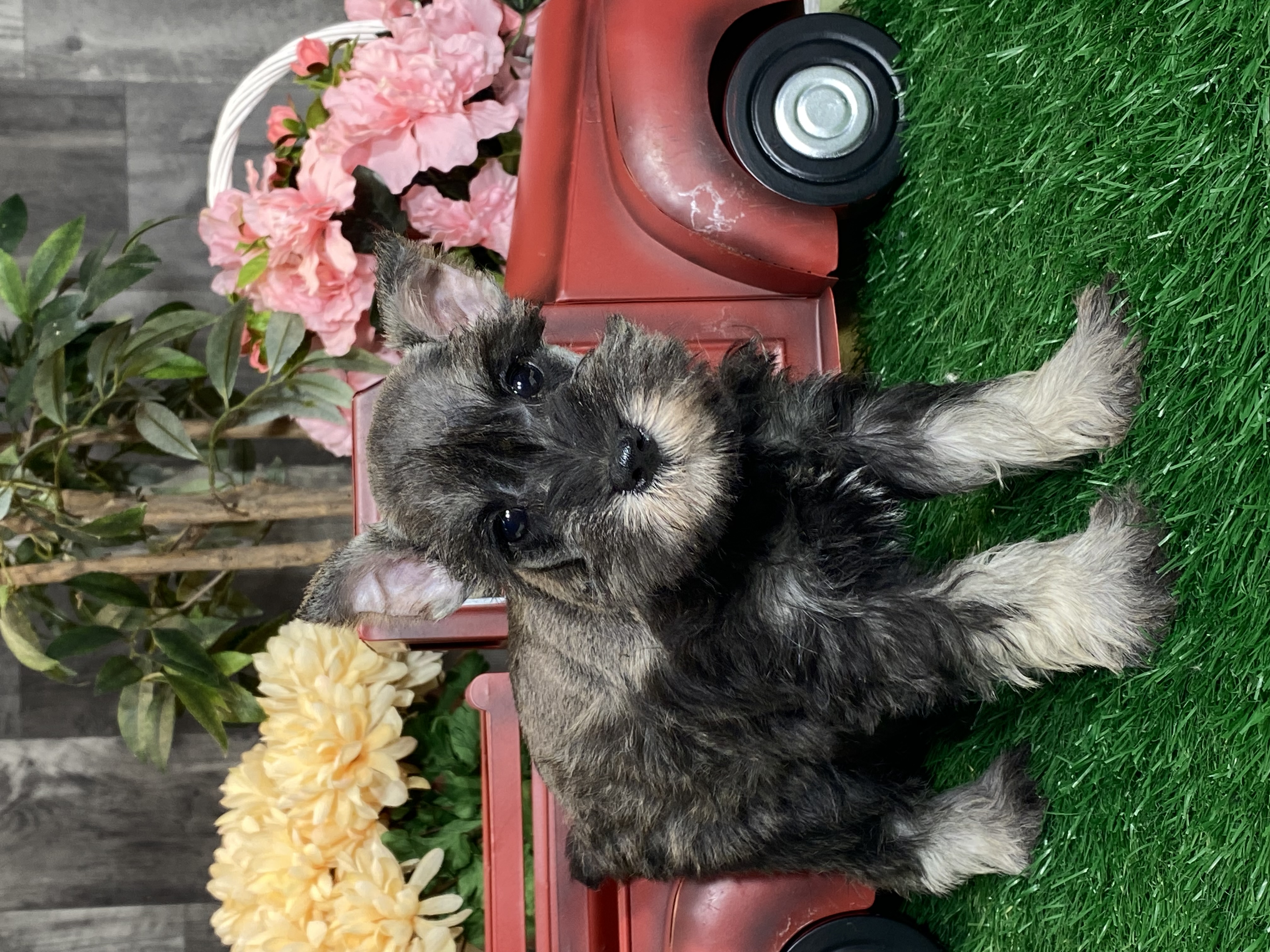 puppy, for, sale, Miniature Schnauzer, Curtis  Martin, dog, breeder, Seneca Falls, NY, dog-breeder, puppy-for-sale, forsale, nearby, find, puppyfind, locator, puppylocator, aca