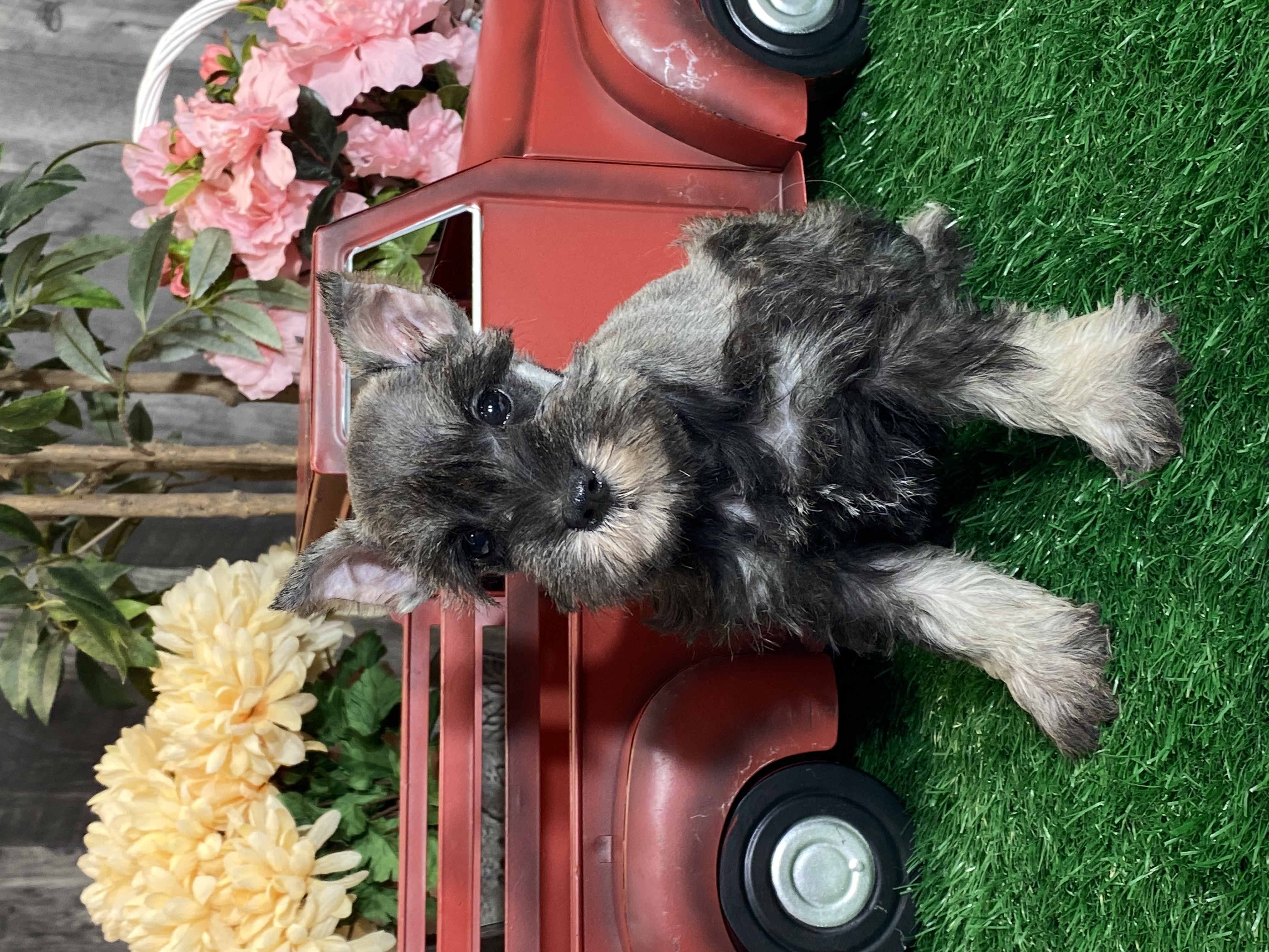 puppy, for, sale, Miniature Schnauzer, Curtis  Martin, dog, breeder, Seneca Falls, NY, dog-breeder, puppy-for-sale, forsale, nearby, find, puppyfind, locator, puppylocator, aca