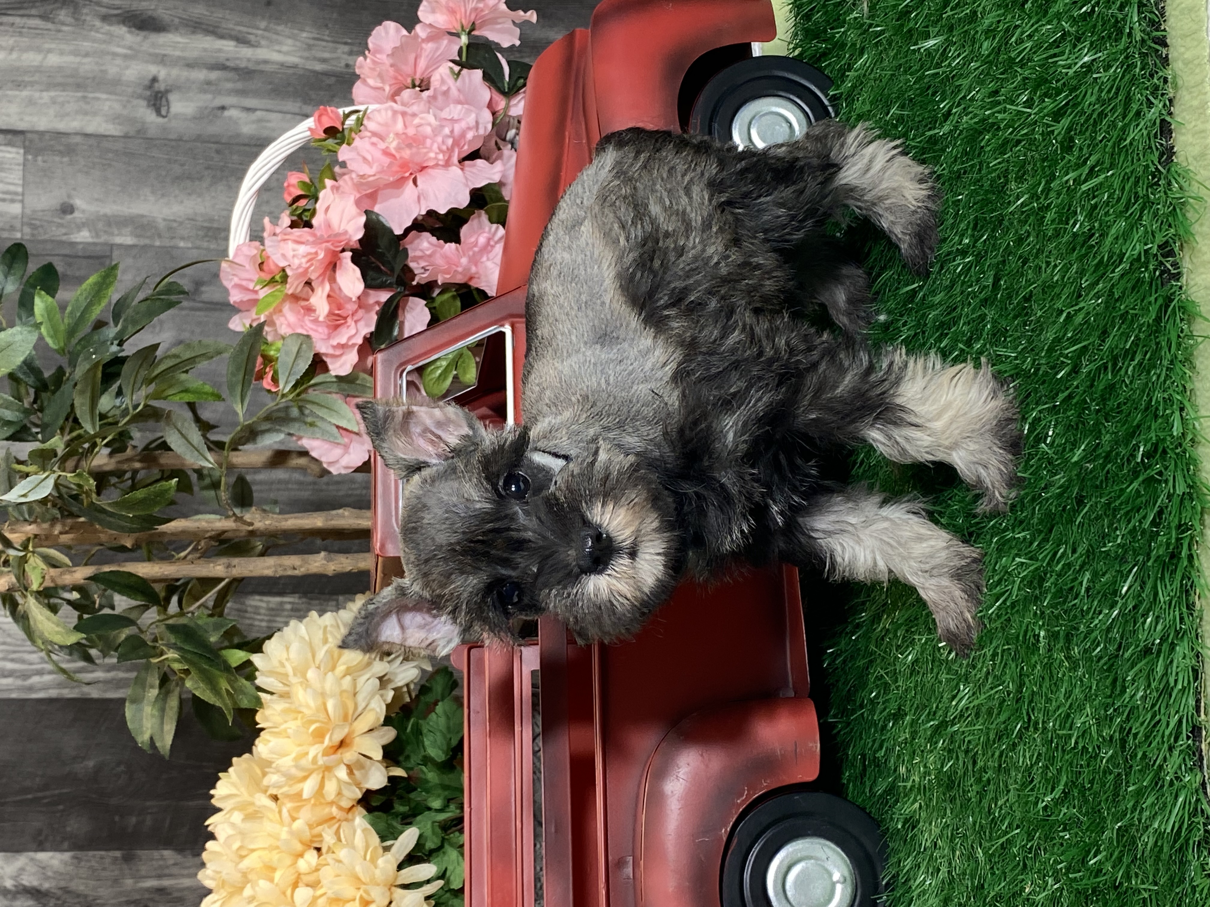 puppy, for, sale, Miniature Schnauzer, Curtis  Martin, dog, breeder, Seneca Falls, NY, dog-breeder, puppy-for-sale, forsale, nearby, find, puppyfind, locator, puppylocator, aca