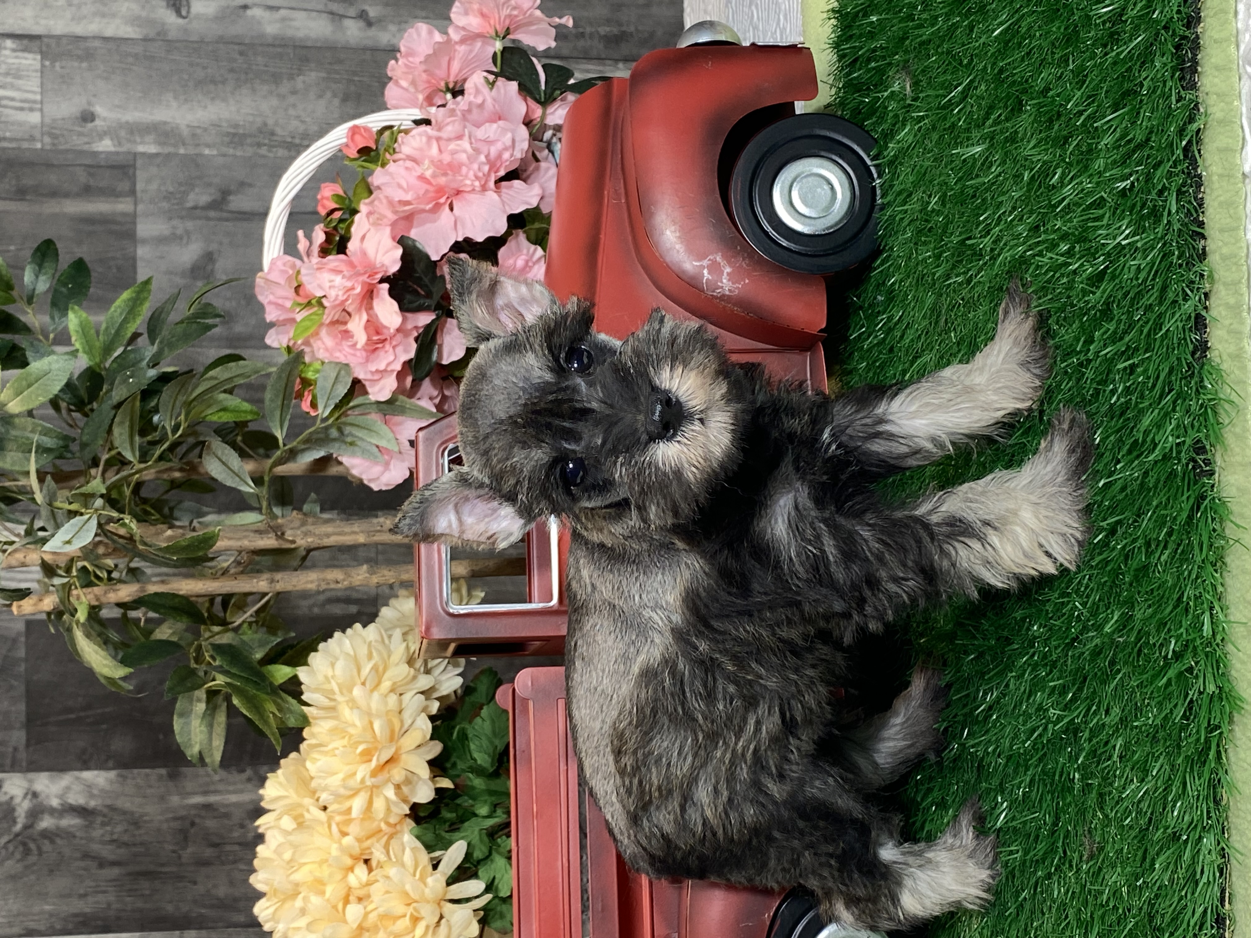 puppy, for, sale, Miniature Schnauzer, Curtis  Martin, dog, breeder, Seneca Falls, NY, dog-breeder, puppy-for-sale, forsale, nearby, find, puppyfind, locator, puppylocator, aca