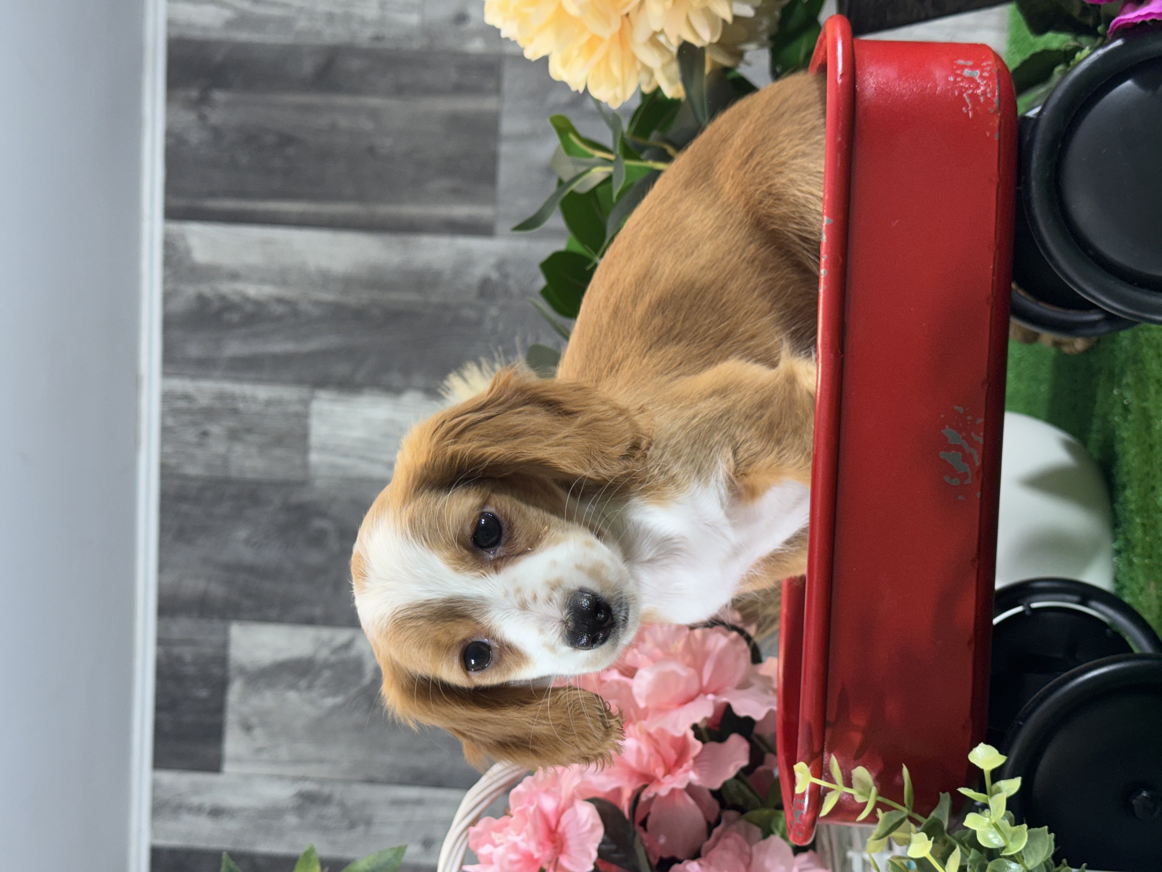 puppy, for, sale, Dachshund, Curtis  Martin, dog, breeder, Seneca Falls, NY, dog-breeder, puppy-for-sale, forsale, nearby, find, puppyfind, locator, puppylocator, aca