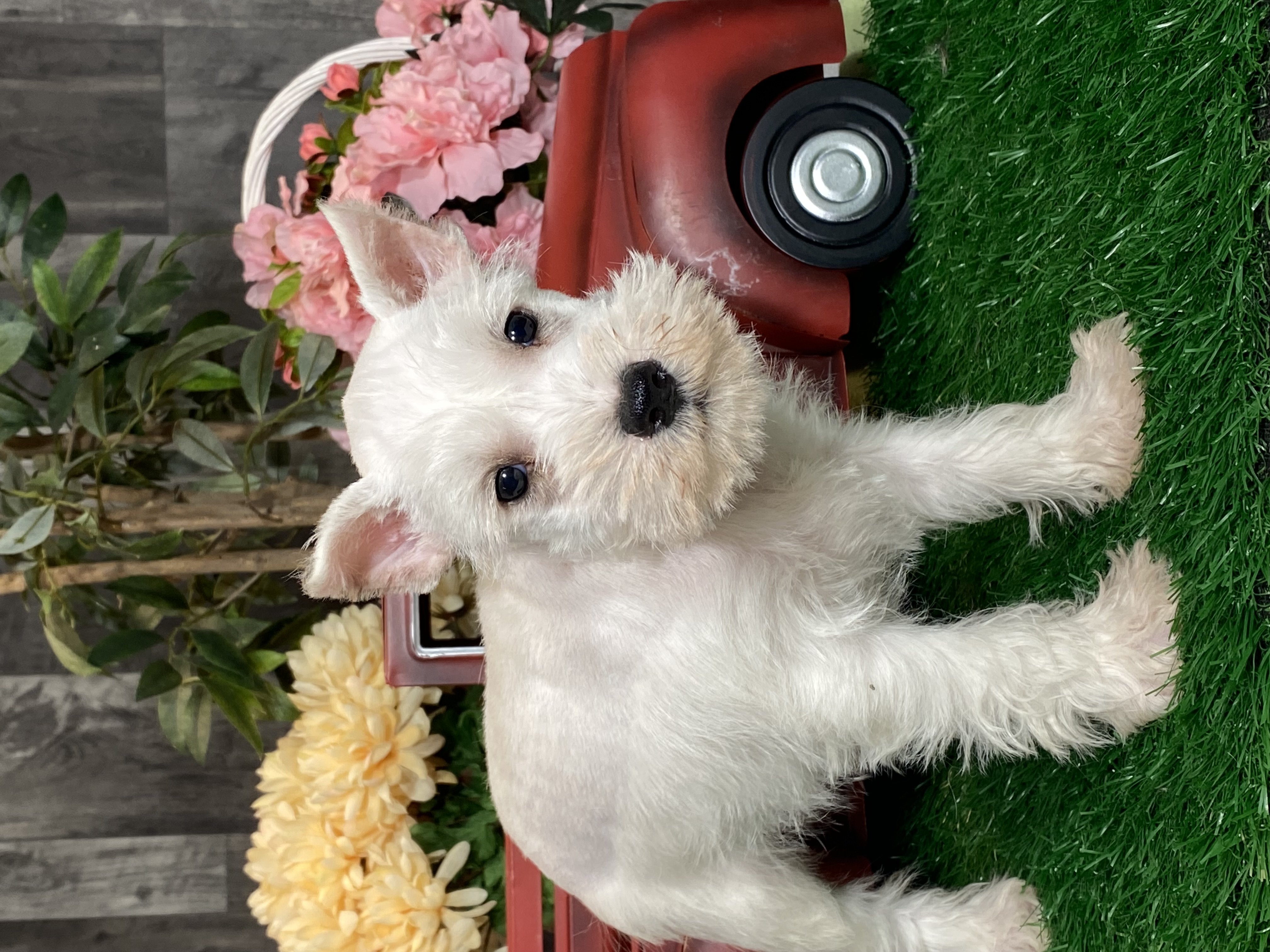puppy, for, sale, Miniature Schnauzer, Curtis  Martin, dog, breeder, Seneca Falls, NY, dog-breeder, puppy-for-sale, forsale, nearby, find, puppyfind, locator, puppylocator, aca