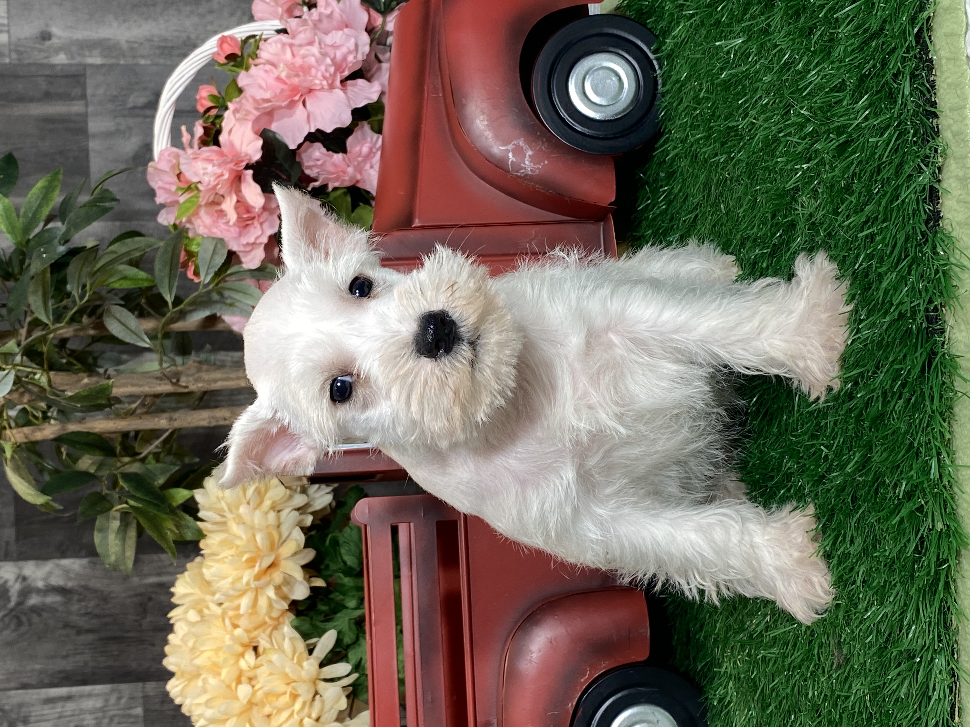 puppy, for, sale, Miniature Schnauzer, Curtis  Martin, dog, breeder, Seneca Falls, NY, dog-breeder, puppy-for-sale, forsale, nearby, find, puppyfind, locator, puppylocator, aca