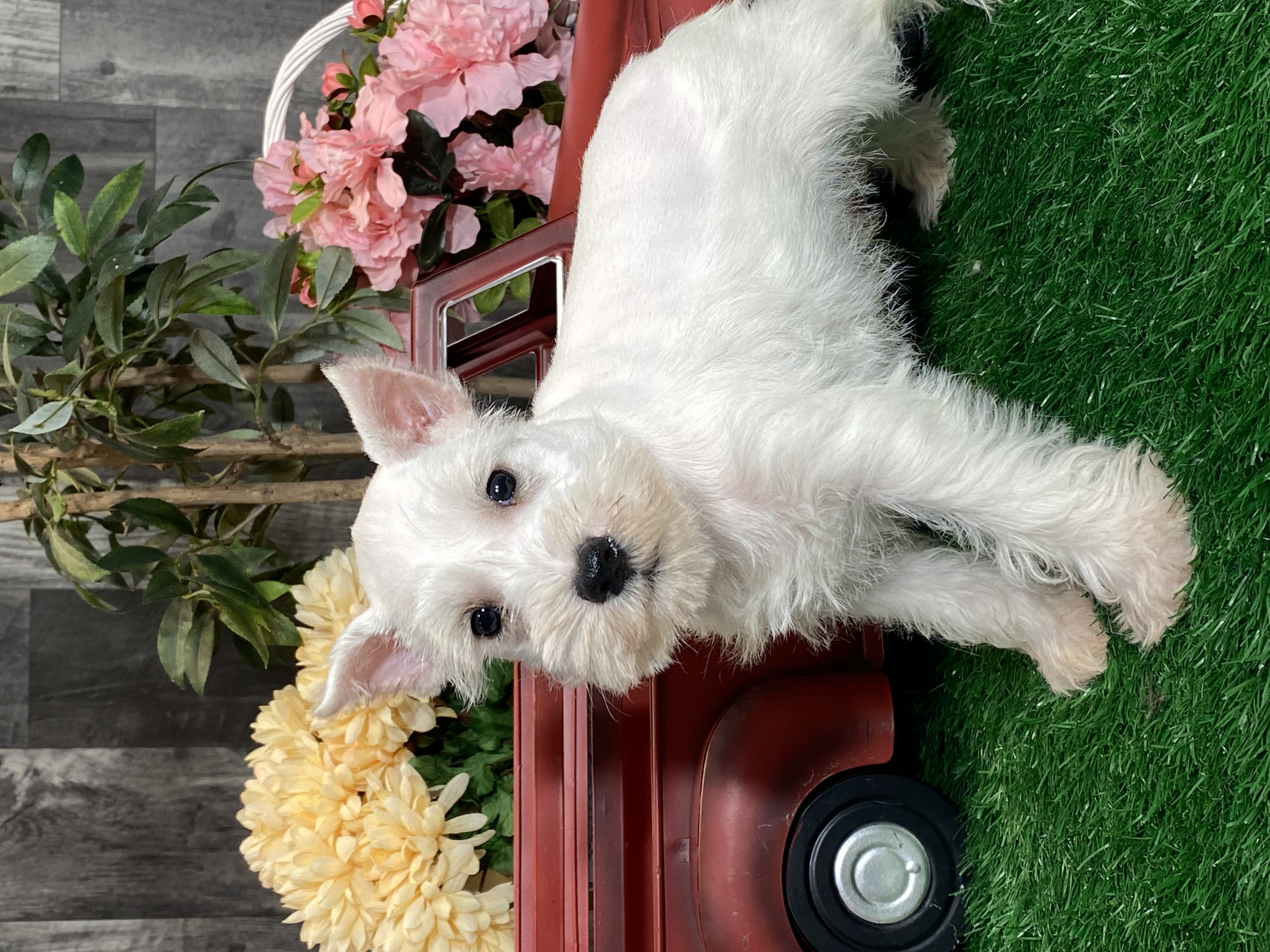 puppy, for, sale, Miniature Schnauzer, Curtis  Martin, dog, breeder, Seneca Falls, NY, dog-breeder, puppy-for-sale, forsale, nearby, find, puppyfind, locator, puppylocator, aca