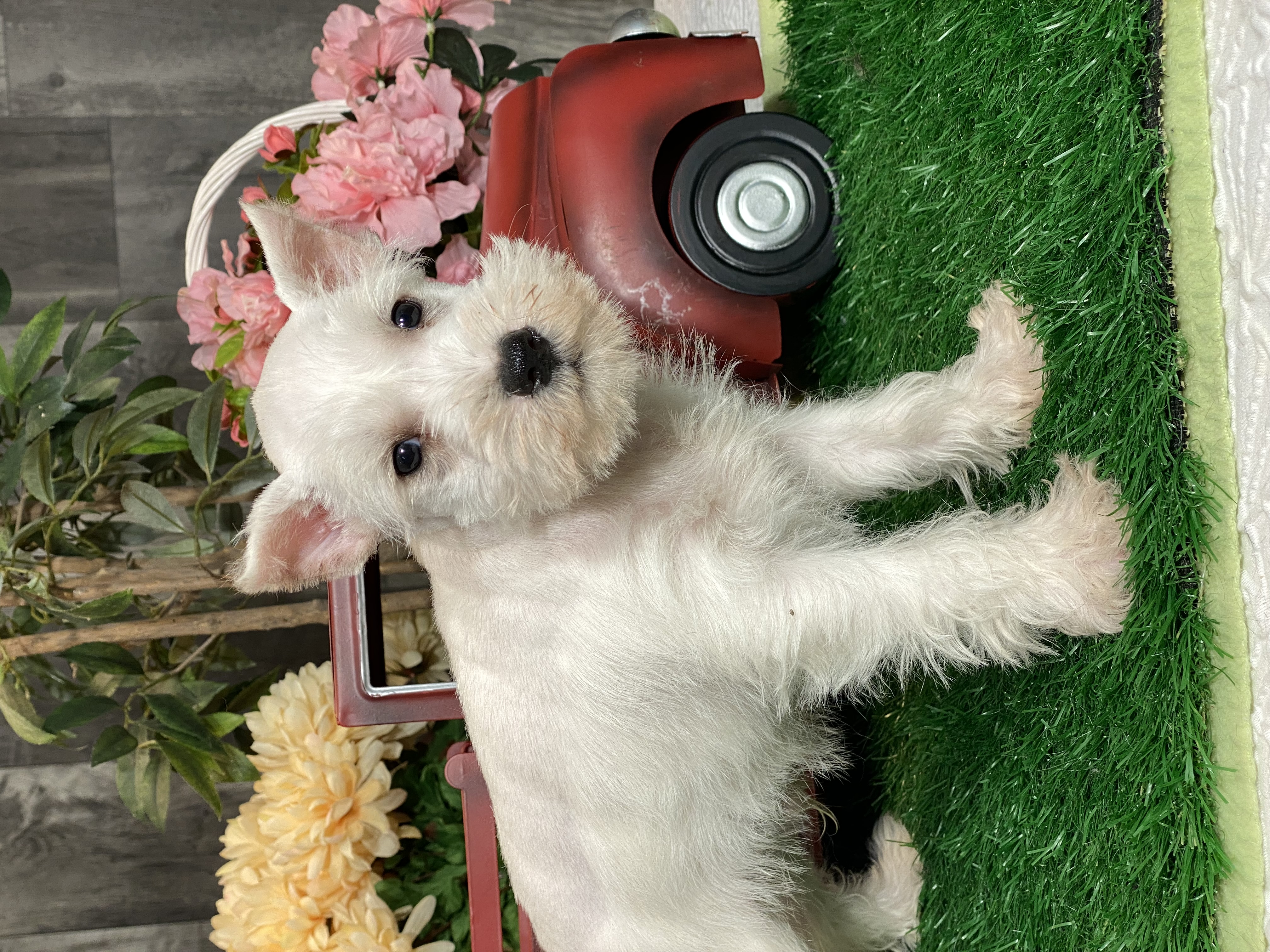 puppy, for, sale, Miniature Schnauzer, Curtis  Martin, dog, breeder, Seneca Falls, NY, dog-breeder, puppy-for-sale, forsale, nearby, find, puppyfind, locator, puppylocator, aca
