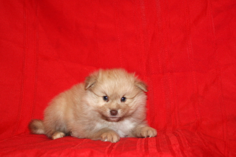 puppy, for, sale, Pomeranian, Matthew B. Stoltzfus, dog, breeder, Gap, PA, dog-breeder, puppy-for-sale, forsale, nearby, find, puppyfind, locator, puppylocator, aca