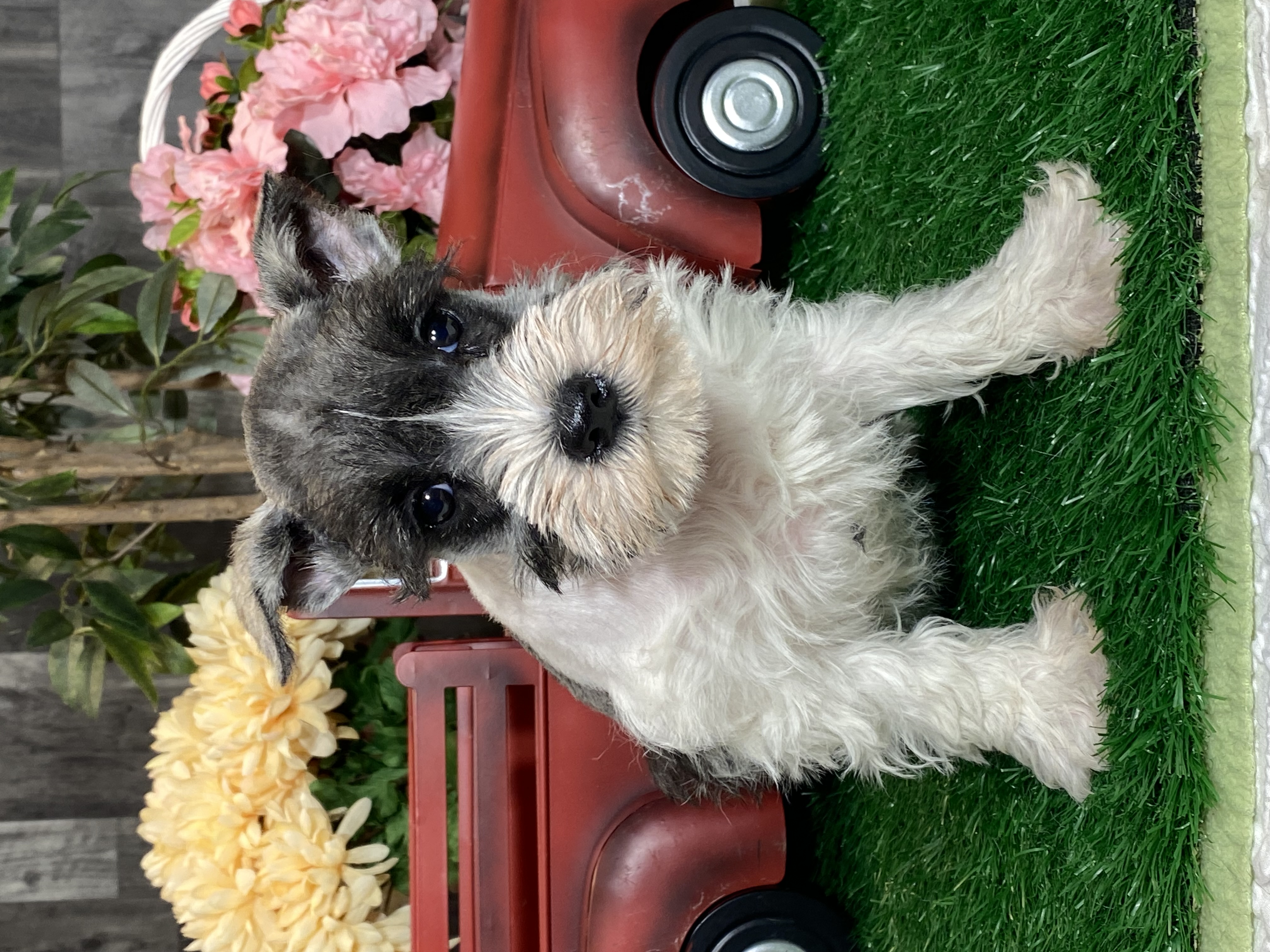 puppy, for, sale, Miniature Schnauzer, Curtis  Martin, dog, breeder, Seneca Falls, NY, dog-breeder, puppy-for-sale, forsale, nearby, find, puppyfind, locator, puppylocator, aca