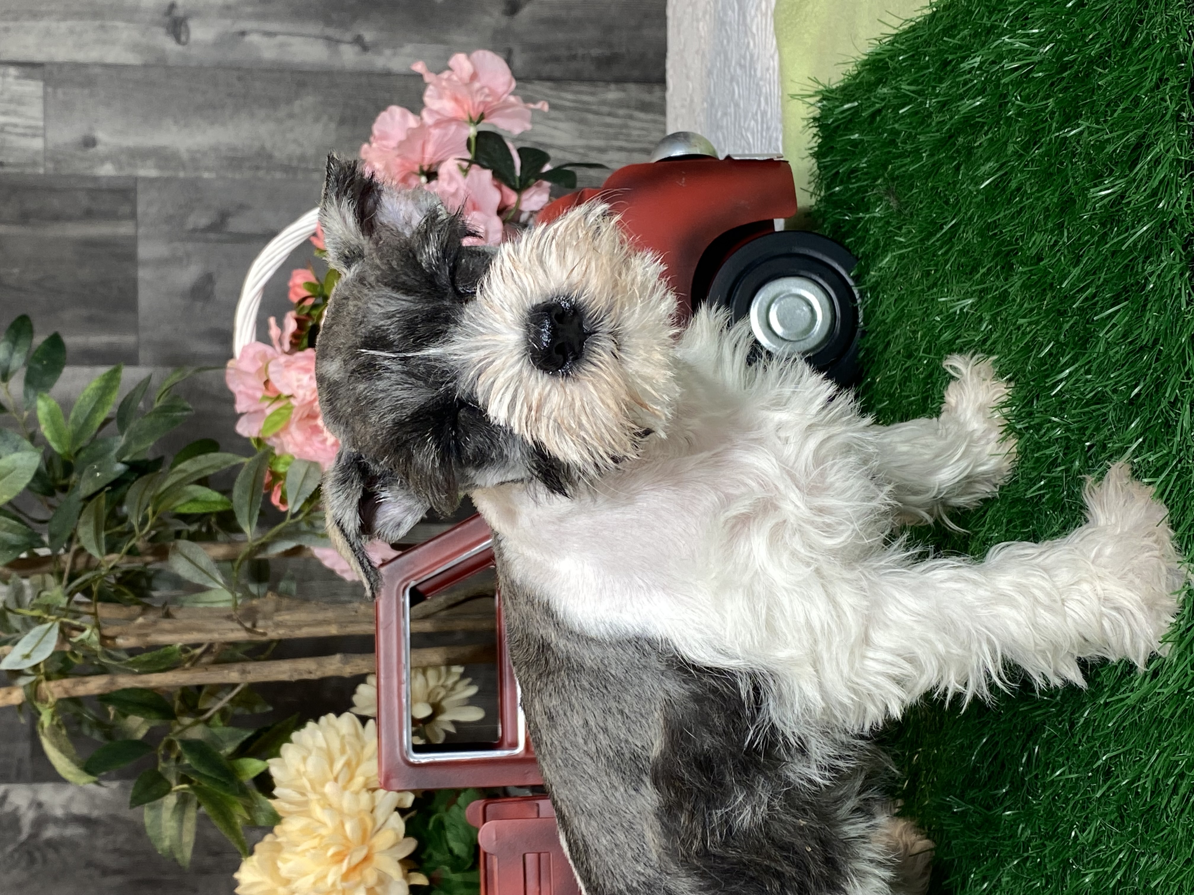 puppy, for, sale, Miniature Schnauzer, Curtis  Martin, dog, breeder, Seneca Falls, NY, dog-breeder, puppy-for-sale, forsale, nearby, find, puppyfind, locator, puppylocator, aca