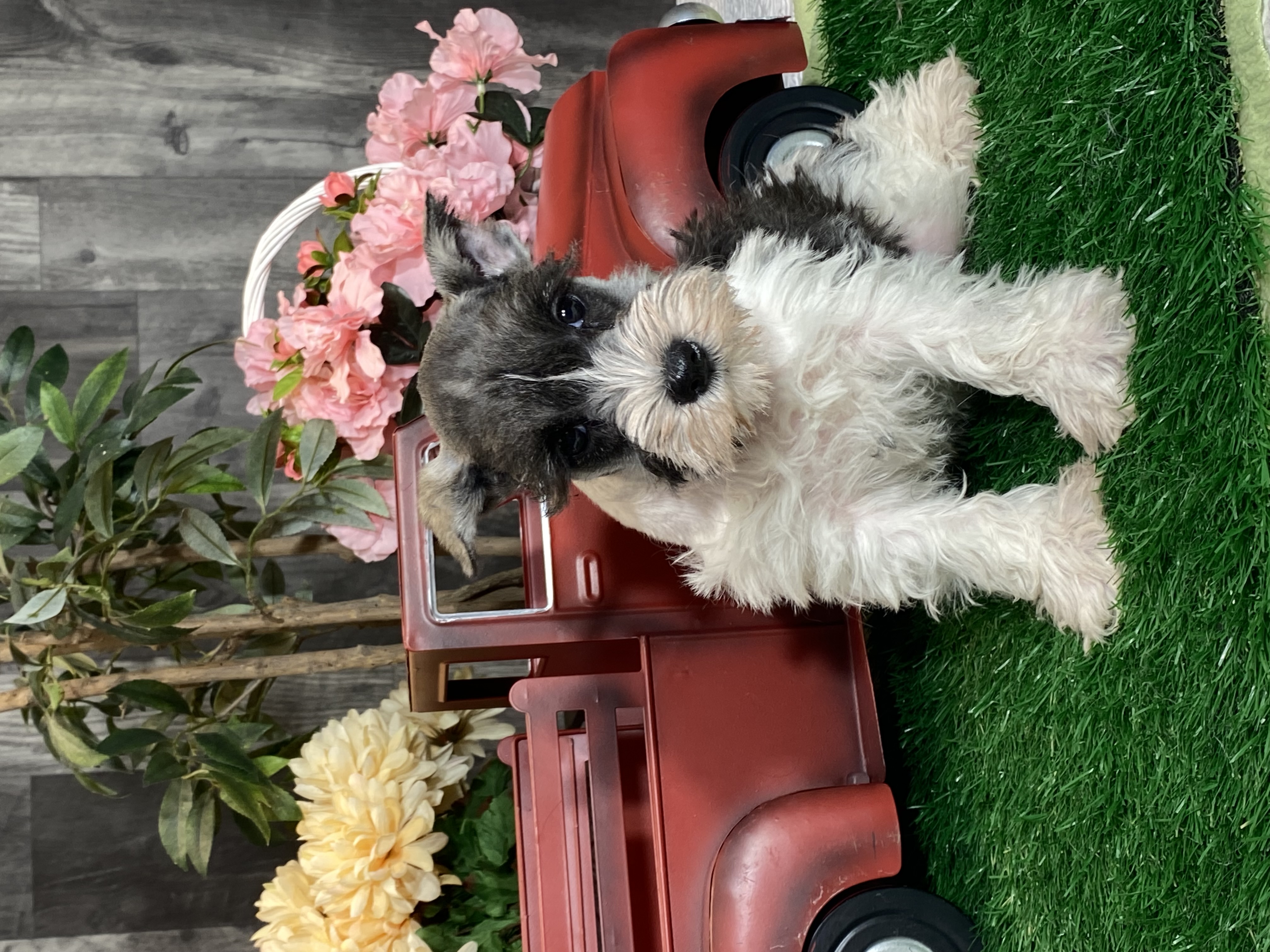 puppy, for, sale, Miniature Schnauzer, Curtis  Martin, dog, breeder, Seneca Falls, NY, dog-breeder, puppy-for-sale, forsale, nearby, find, puppyfind, locator, puppylocator, aca