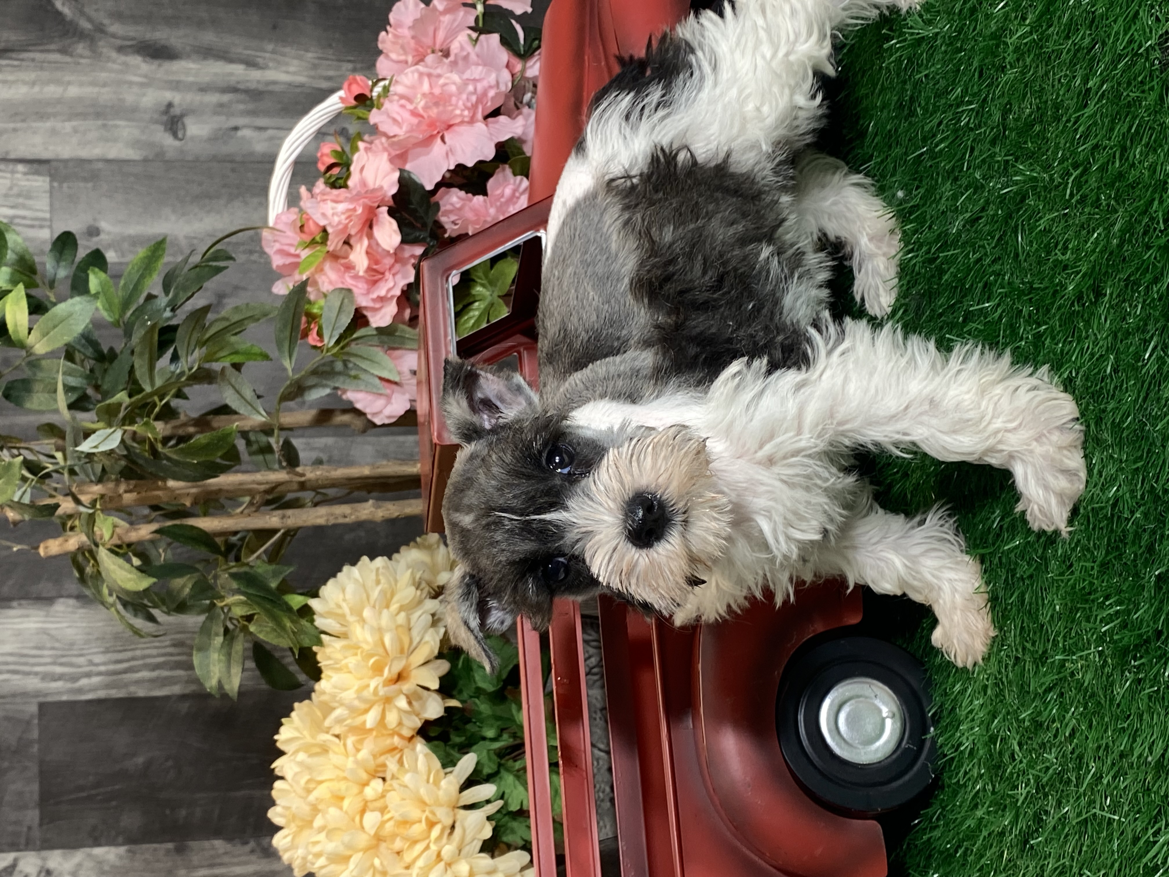 puppy, for, sale, Miniature Schnauzer, Curtis  Martin, dog, breeder, Seneca Falls, NY, dog-breeder, puppy-for-sale, forsale, nearby, find, puppyfind, locator, puppylocator, aca