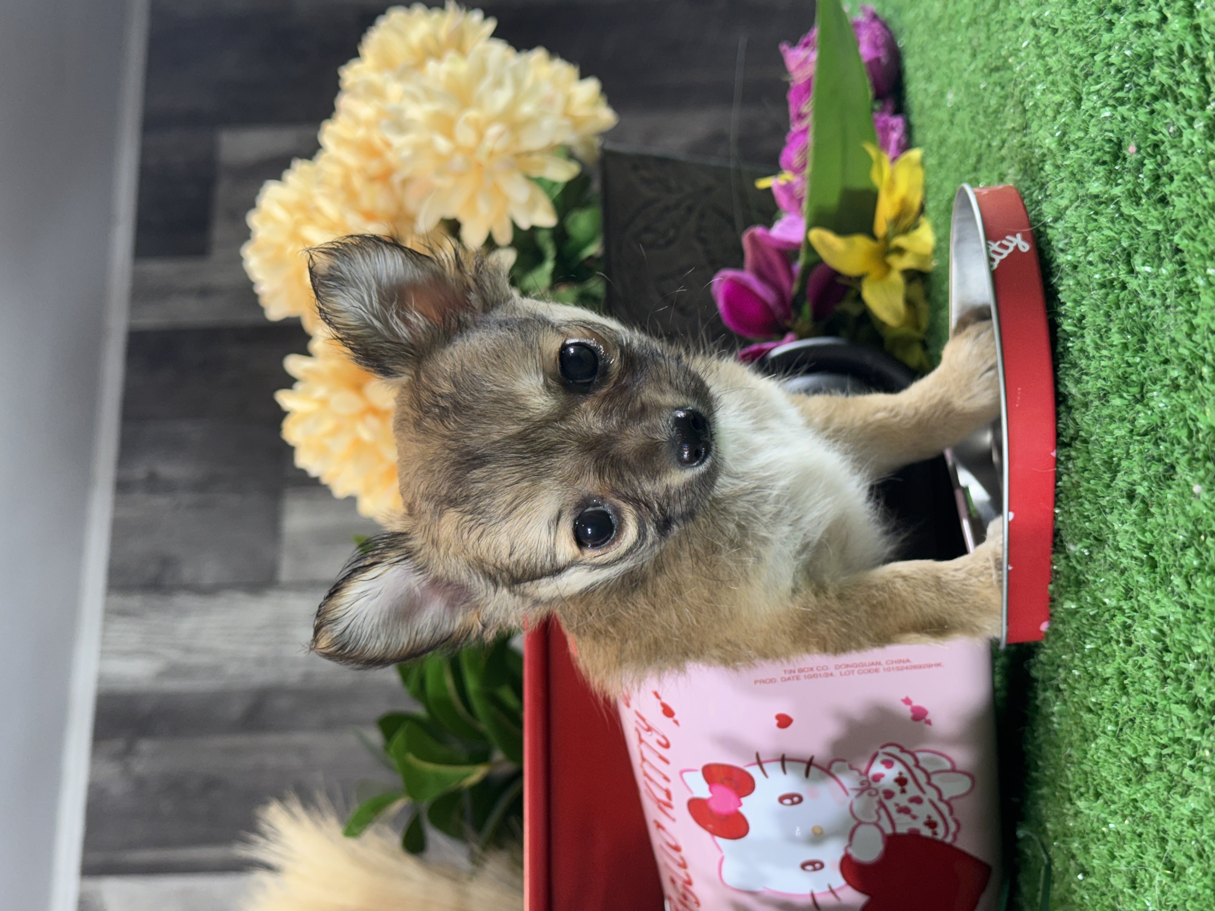 puppy, for, sale, Chihuahua, Curtis  Martin, dog, breeder, Seneca Falls, NY, dog-breeder, puppy-for-sale, forsale, nearby, find, puppyfind, locator, puppylocator, aca