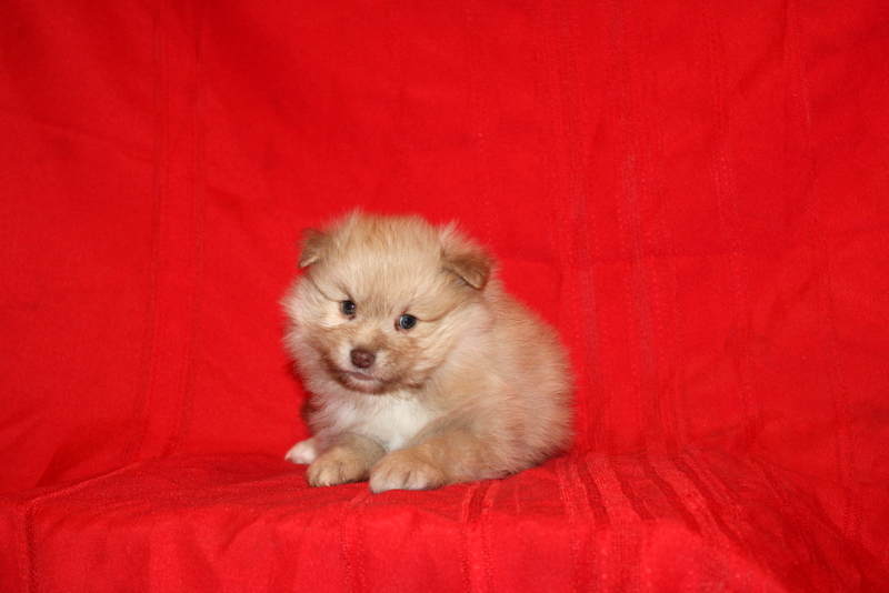 puppy, for, sale, Pomeranian, Matthew B. Stoltzfus, dog, breeder, Gap, PA, dog-breeder, puppy-for-sale, forsale, nearby, find, puppyfind, locator, puppylocator, aca