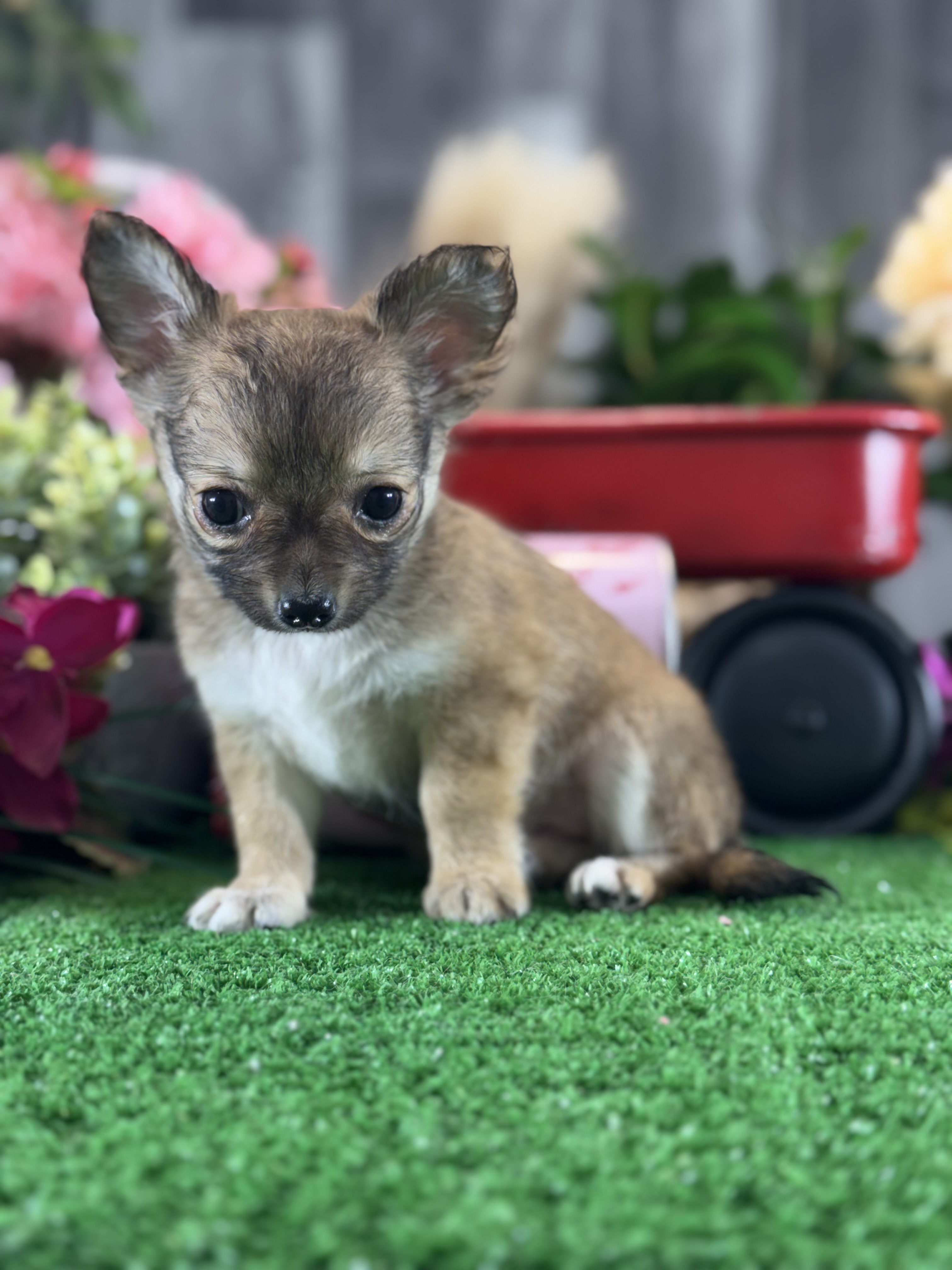 puppy, for, sale, Chihuahua, Curtis  Martin, dog, breeder, Seneca Falls, NY, dog-breeder, puppy-for-sale, forsale, nearby, find, puppyfind, locator, puppylocator, aca