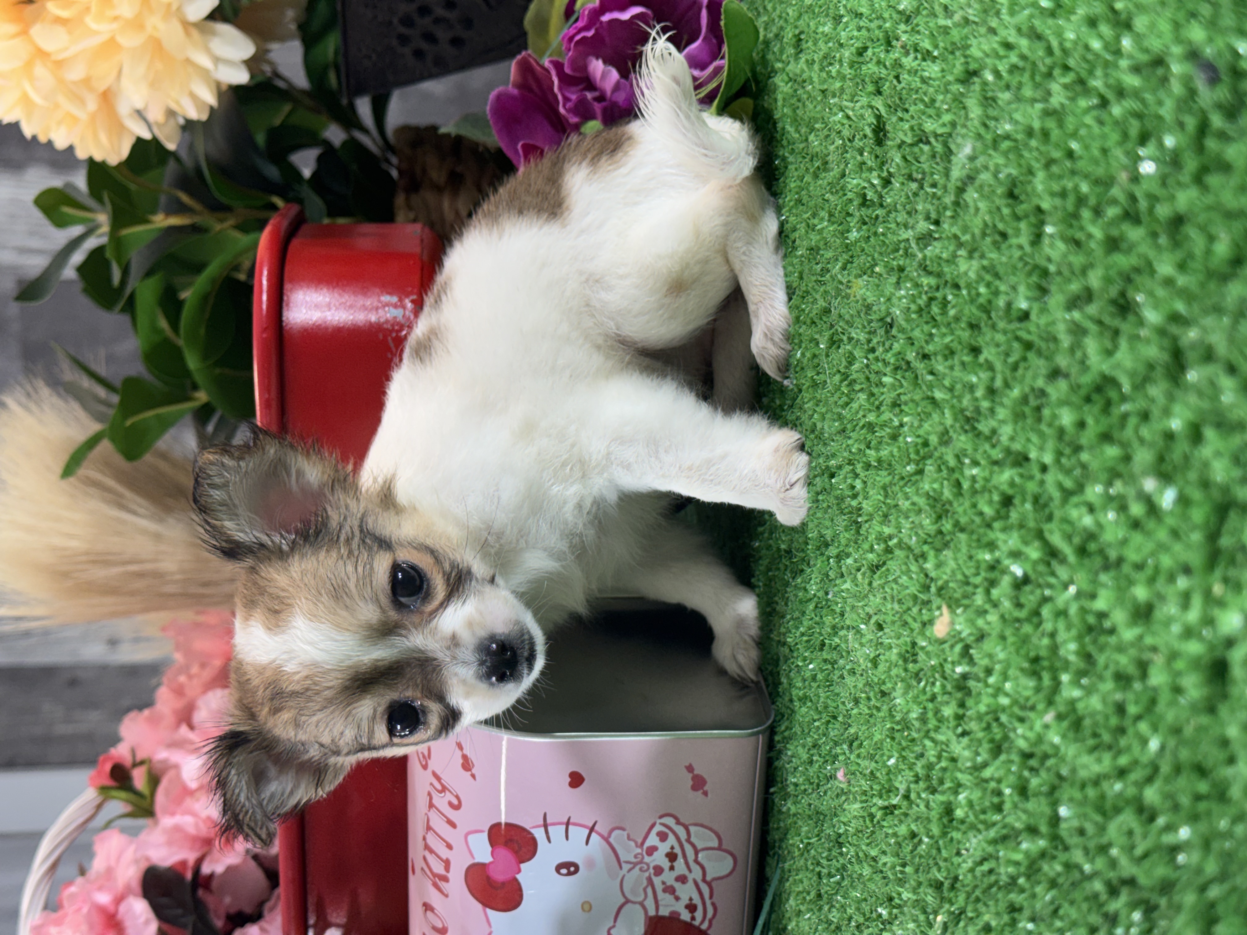 puppy, for, sale, Chihuahua, Curtis  Martin, dog, breeder, Seneca Falls, NY, dog-breeder, puppy-for-sale, forsale, nearby, find, puppyfind, locator, puppylocator, aca