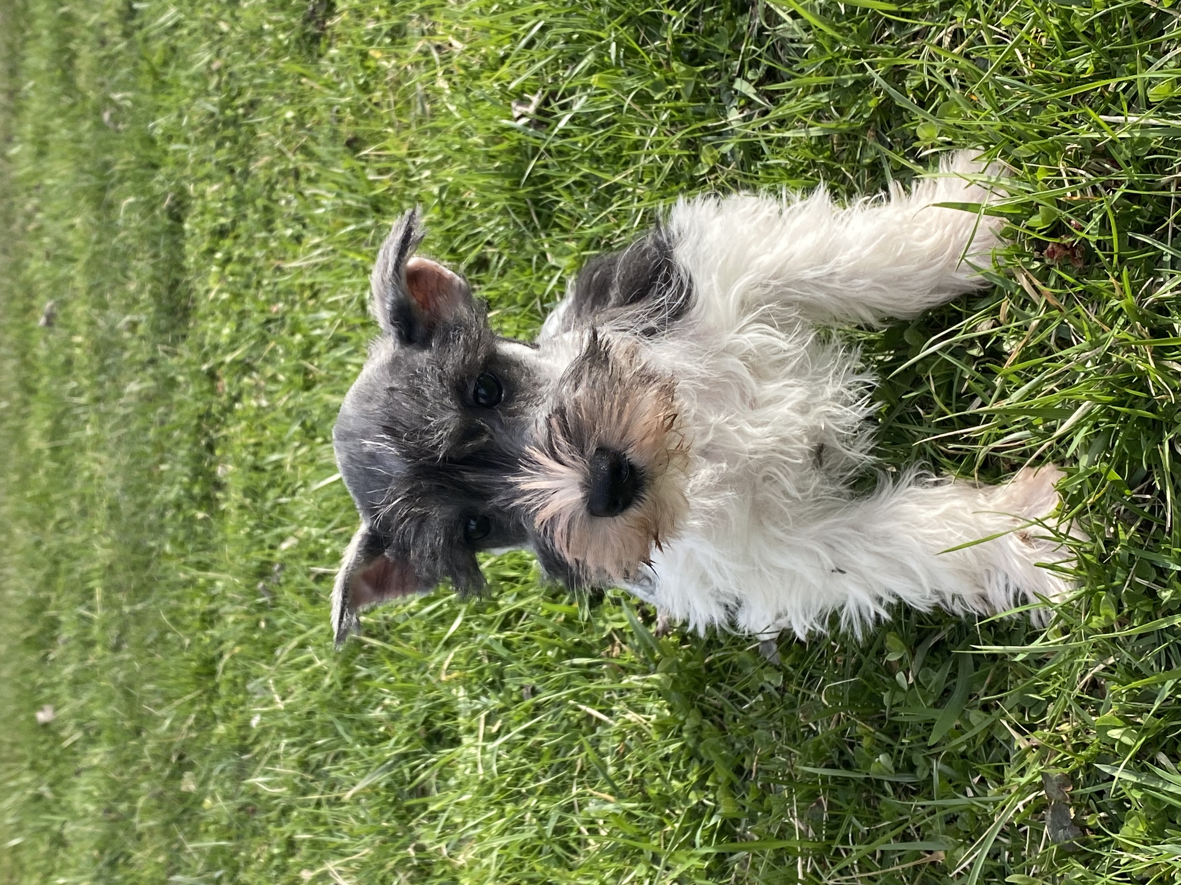 puppy, for, sale, Miniature Schnauzer, Curtis  Martin, dog, breeder, Seneca Falls, NY, dog-breeder, puppy-for-sale, forsale, nearby, find, puppyfind, locator, puppylocator, aca