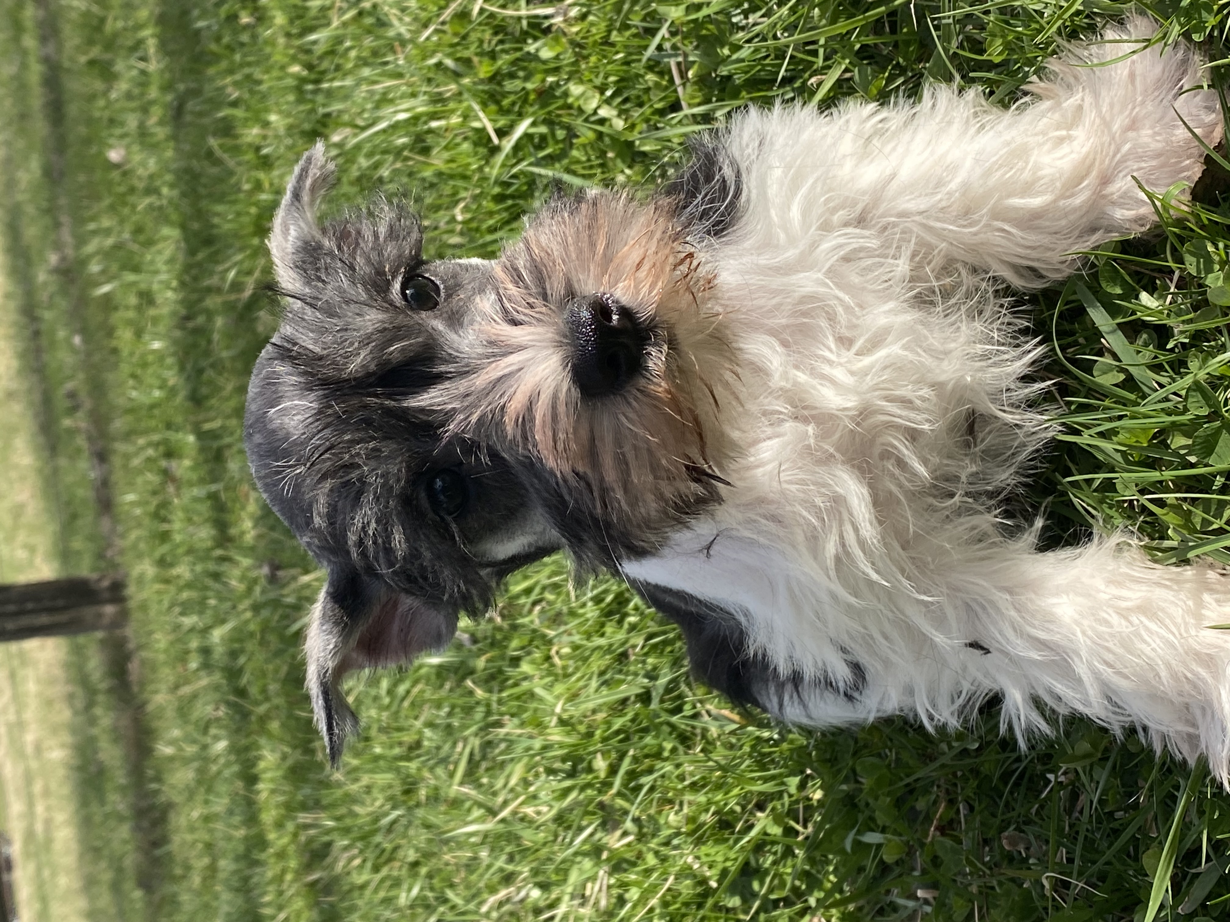 puppy, for, sale, Miniature Schnauzer, Curtis  Martin, dog, breeder, Seneca Falls, NY, dog-breeder, puppy-for-sale, forsale, nearby, find, puppyfind, locator, puppylocator, aca