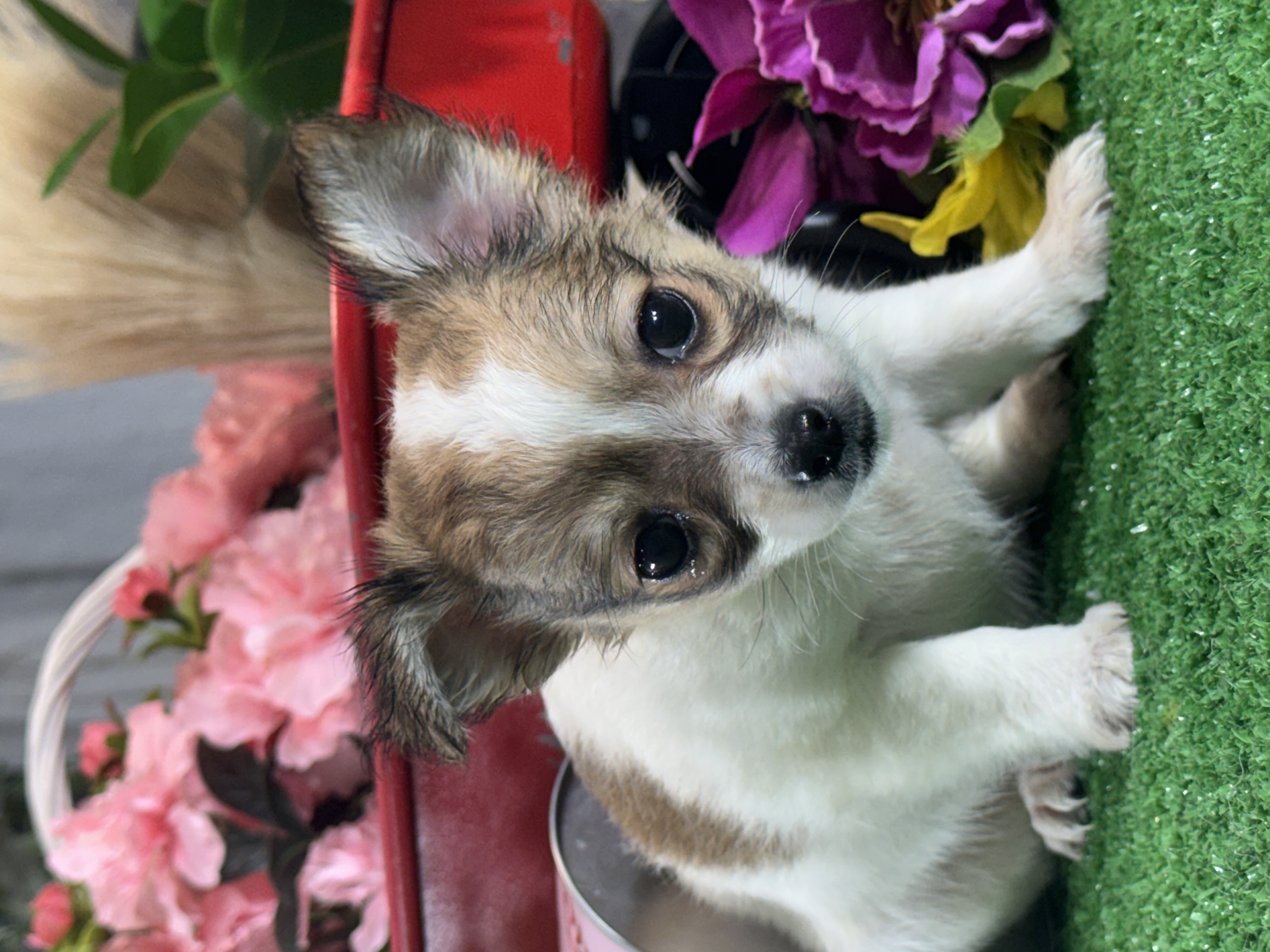 puppy, for, sale, Chihuahua, Curtis  Martin, dog, breeder, Seneca Falls, NY, dog-breeder, puppy-for-sale, forsale, nearby, find, puppyfind, locator, puppylocator, aca