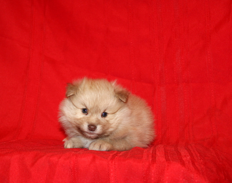 puppy, for, sale, Pomeranian, Matthew B. Stoltzfus, dog, breeder, Gap, PA, dog-breeder, puppy-for-sale, forsale, nearby, find, puppyfind, locator, puppylocator, aca