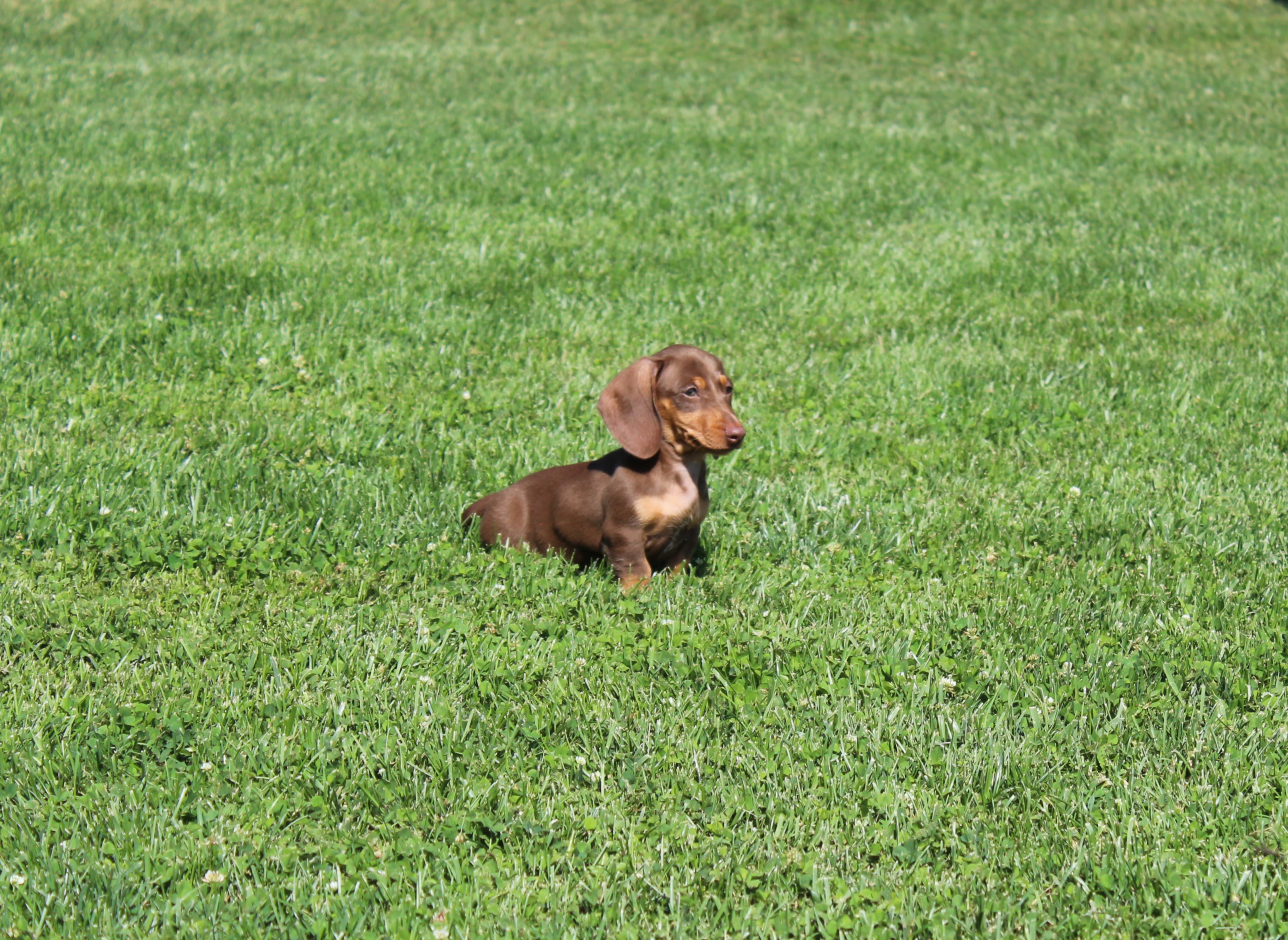 puppy, for, sale, Dachshund,   Little Stream Estates LLC, dog, breeder, Lititz, PA, dog-breeder, puppy-for-sale, forsale, nearby, find, puppyfind, locator, puppylocator, aca