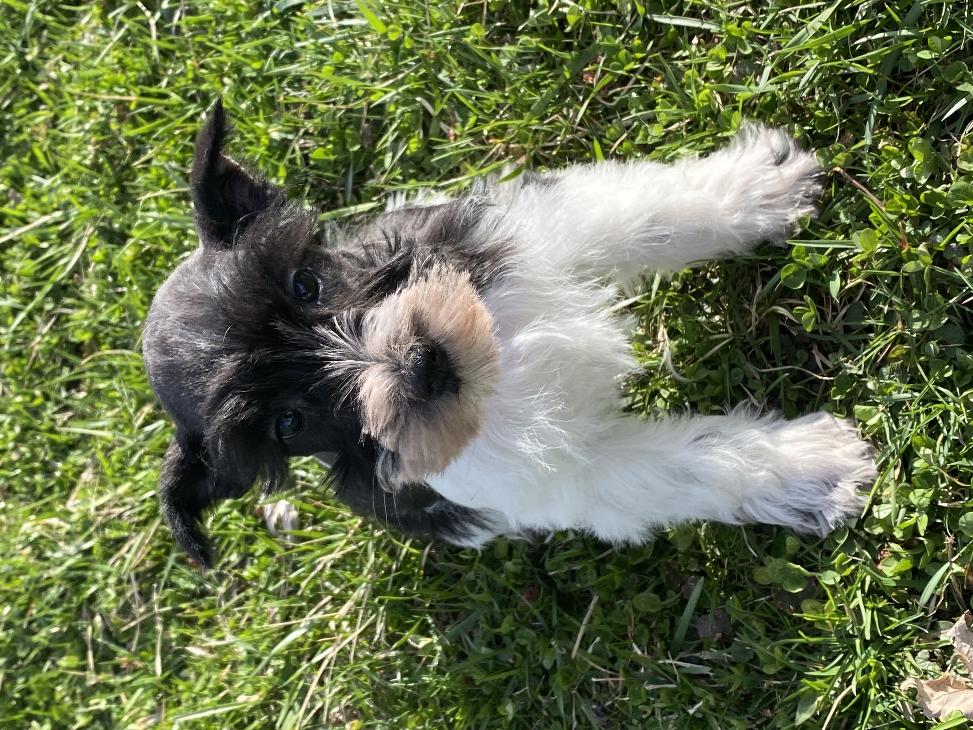 puppy, for, sale, Miniature Schnauzer, Curtis  Martin, dog, breeder, Seneca Falls, NY, dog-breeder, puppy-for-sale, forsale, nearby, find, puppyfind, locator, puppylocator, aca