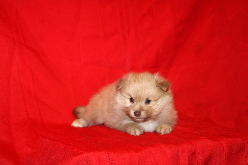 puppy, for, sale, Pomeranian, Matthew B. Stoltzfus, dog, breeder, Gap, PA, dog-breeder, puppy-for-sale, forsale, nearby, find, puppyfind, locator, puppylocator, aca