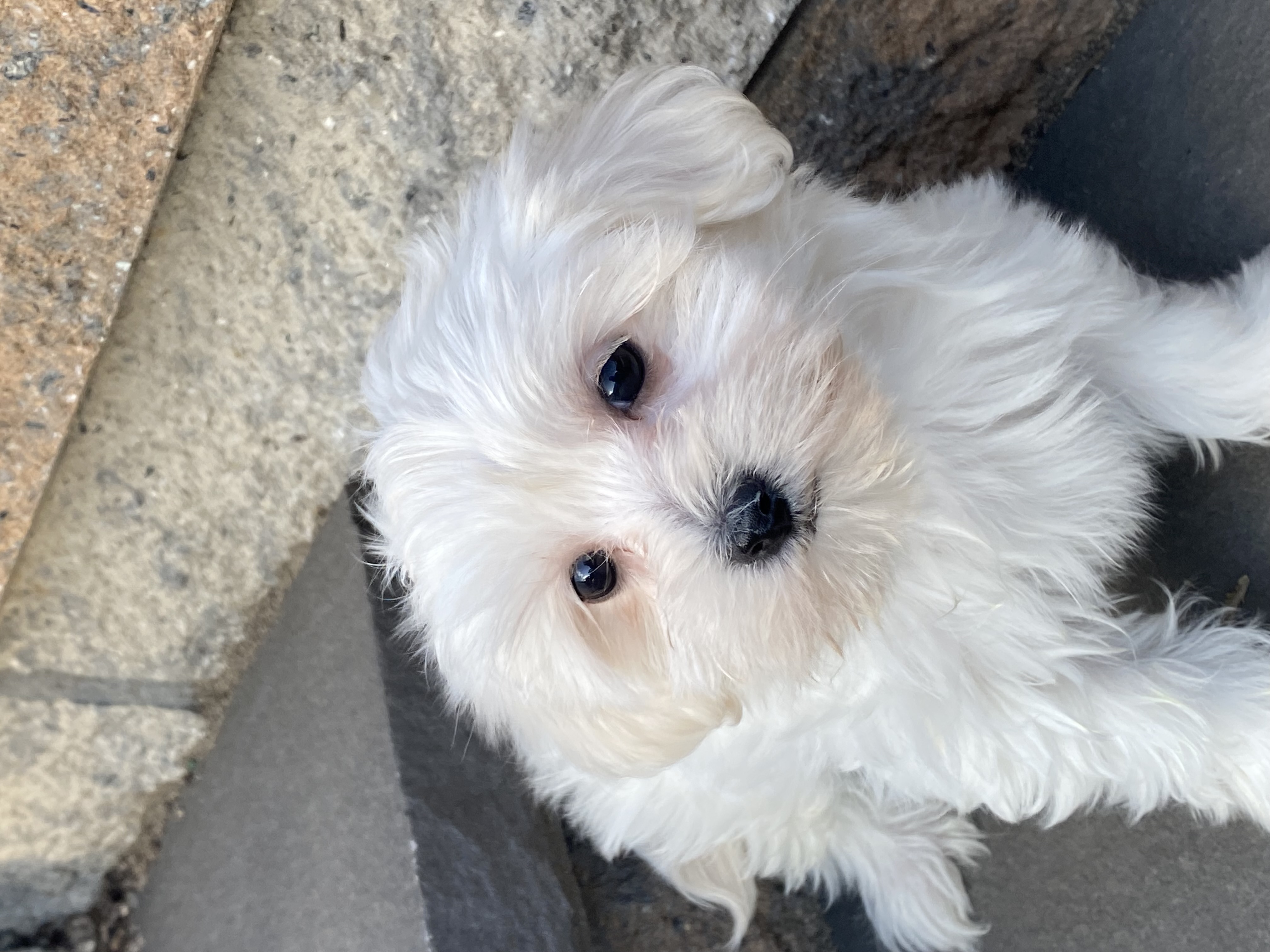 puppy, for, sale, Maltese/Coton de Tulear, Curtis  Martin, dog, breeder, Seneca Falls, NY, dog-breeder, puppy-for-sale, forsale, nearby, find, puppyfind, locator, puppylocator, aca