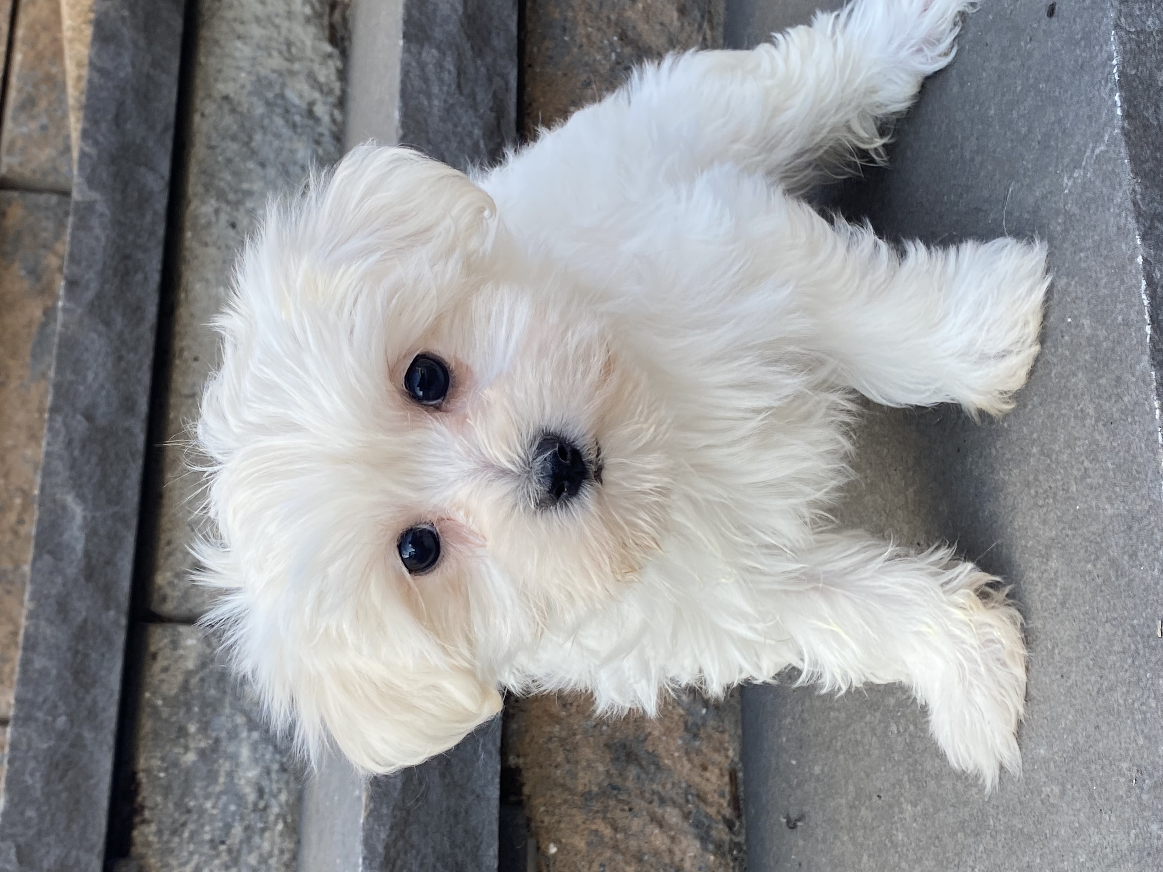 puppy, for, sale, Maltese/Coton de Tulear, Curtis  Martin, dog, breeder, Seneca Falls, NY, dog-breeder, puppy-for-sale, forsale, nearby, find, puppyfind, locator, puppylocator, aca