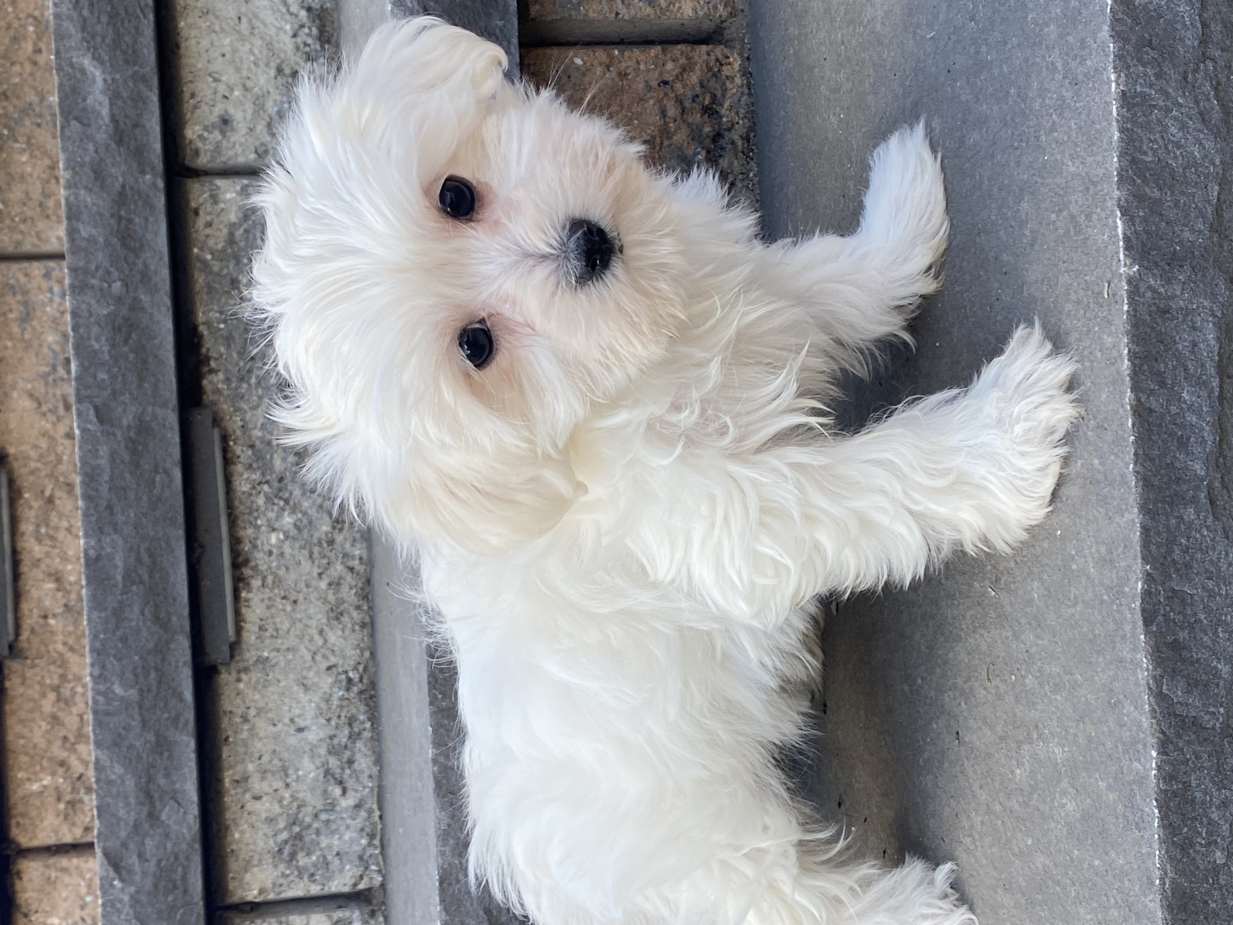 puppy, for, sale, Maltese/Coton de Tulear, Curtis  Martin, dog, breeder, Seneca Falls, NY, dog-breeder, puppy-for-sale, forsale, nearby, find, puppyfind, locator, puppylocator, aca