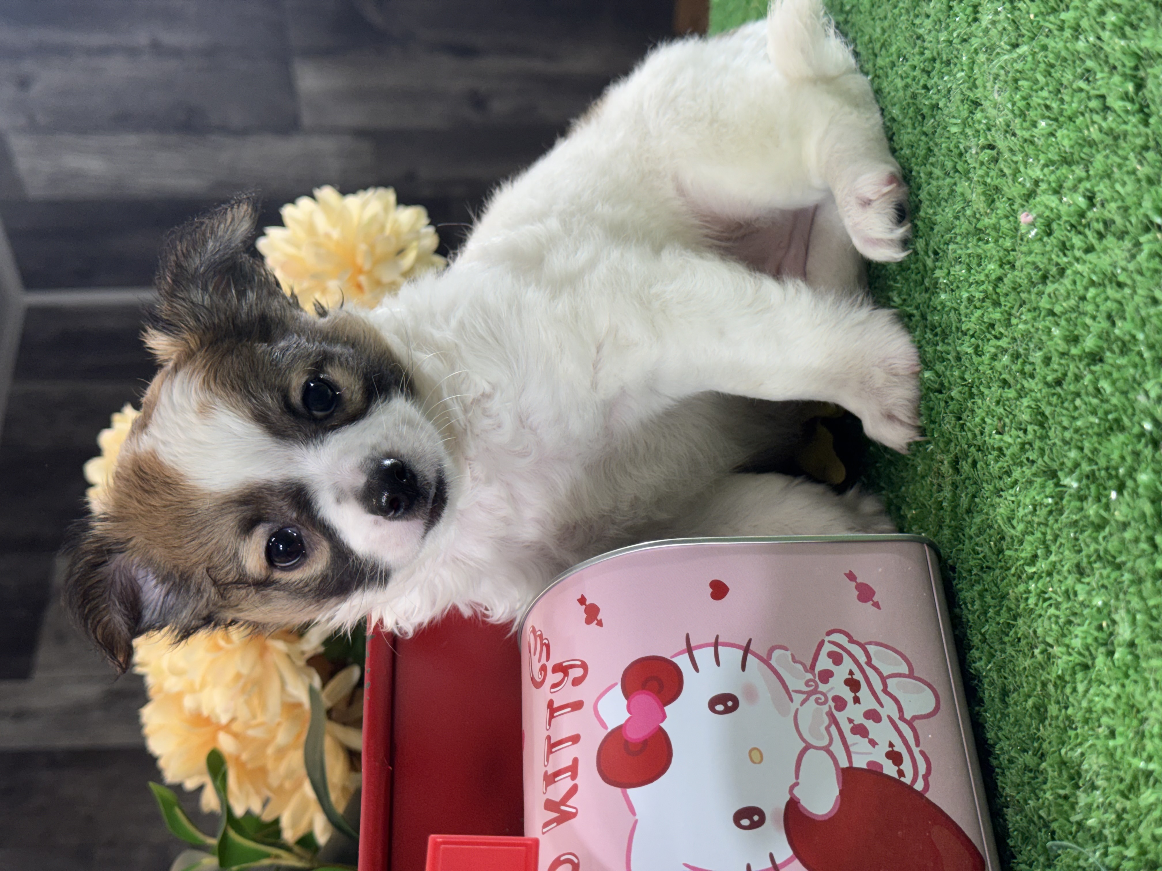 puppy, for, sale, Chihuahua, Curtis  Martin, dog, breeder, Seneca Falls, NY, dog-breeder, puppy-for-sale, forsale, nearby, find, puppyfind, locator, puppylocator, aca