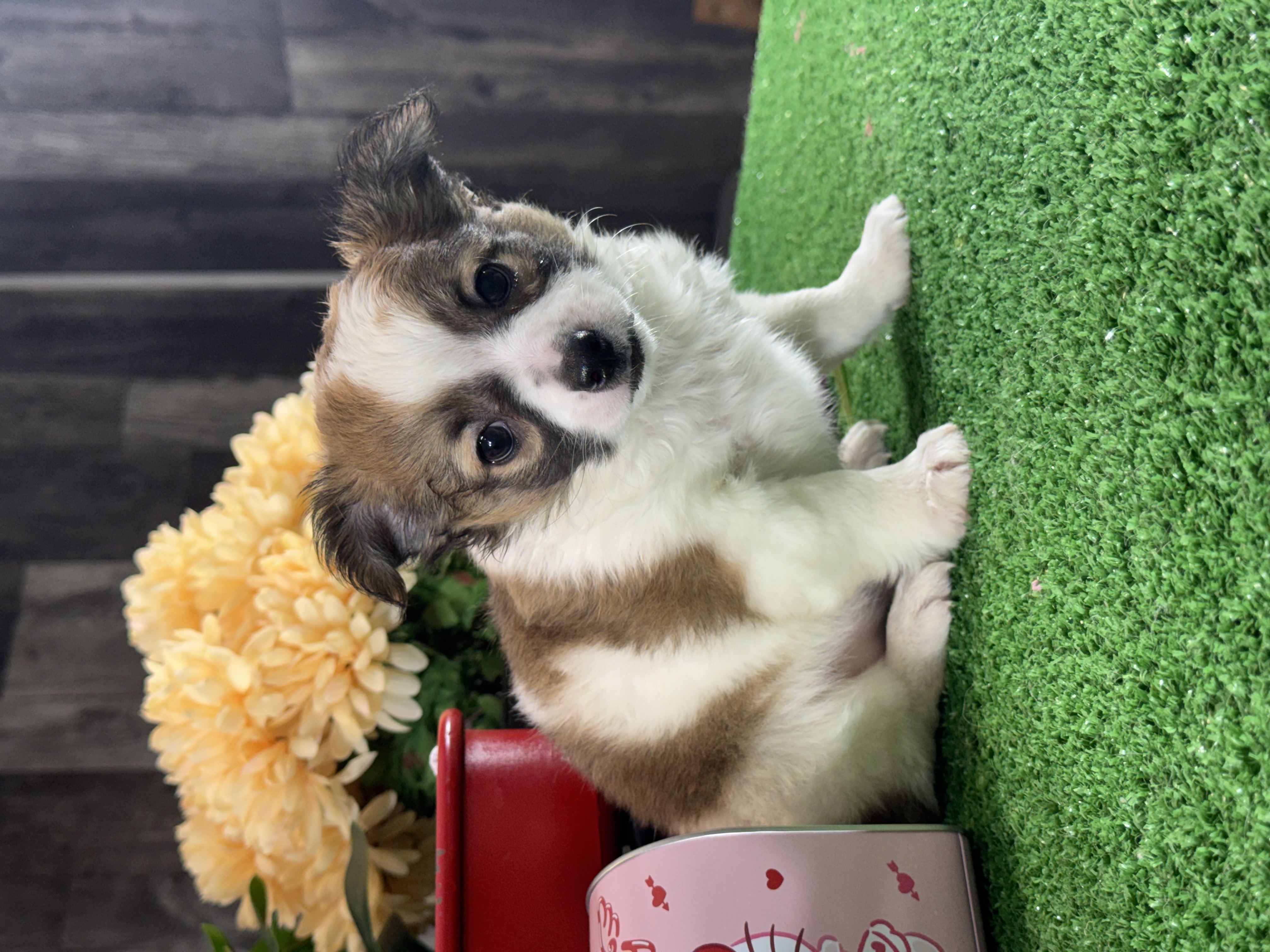 puppy, for, sale, Chihuahua, Curtis  Martin, dog, breeder, Seneca Falls, NY, dog-breeder, puppy-for-sale, forsale, nearby, find, puppyfind, locator, puppylocator, aca