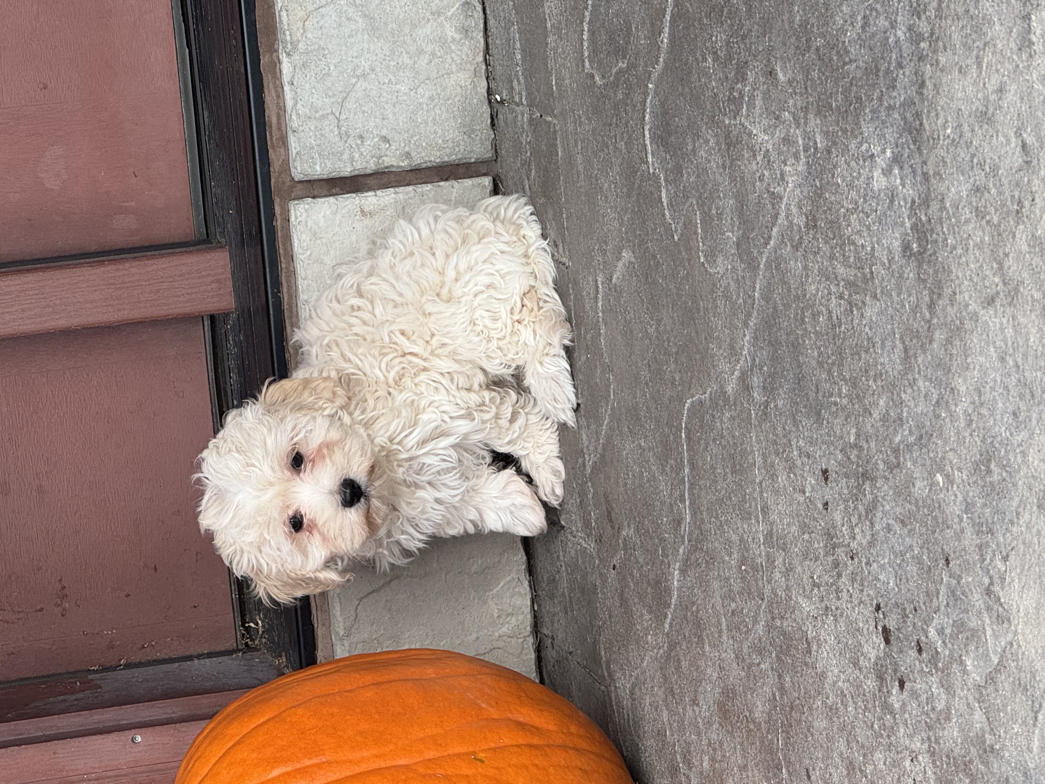 puppy, for, sale, Coton de Tulear, Curtis  Martin, dog, breeder, Seneca Falls, NY, dog-breeder, puppy-for-sale, forsale, nearby, find, puppyfind, locator, puppylocator, aca