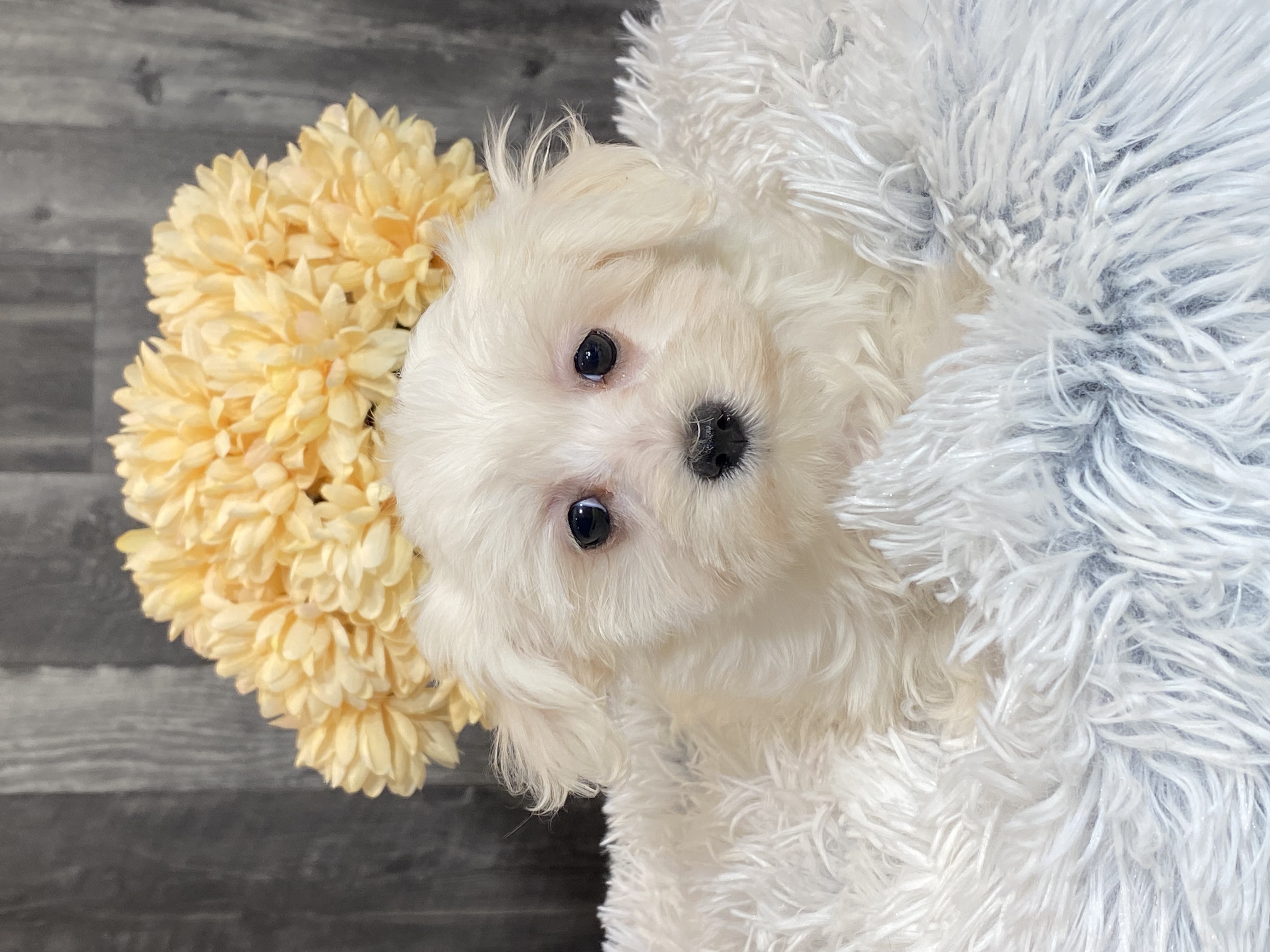 puppy, for, sale, Maltese/Coton de Tulear, Curtis  Martin, dog, breeder, Seneca Falls, NY, dog-breeder, puppy-for-sale, forsale, nearby, find, puppyfind, locator, puppylocator, aca