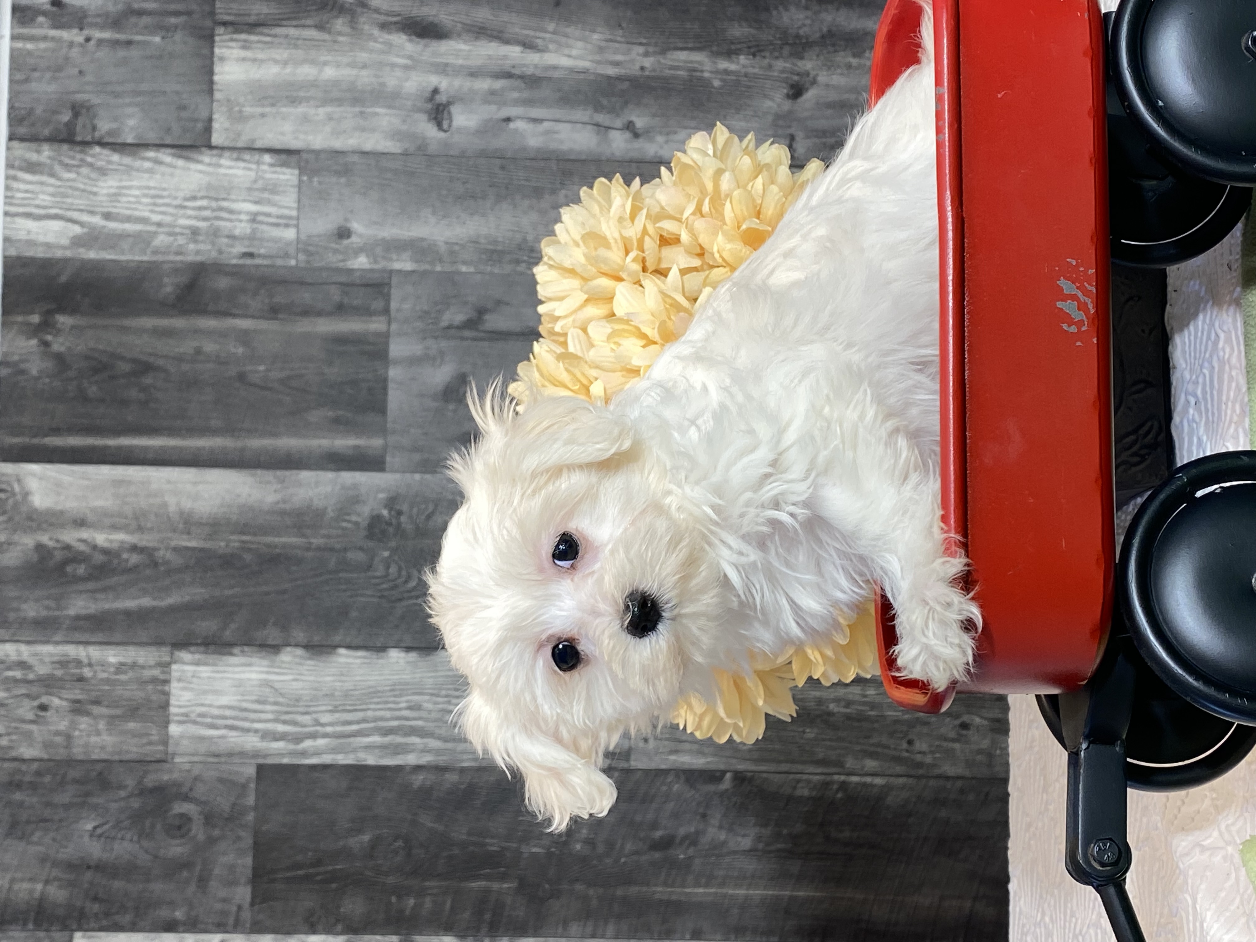 puppy, for, sale, Maltese/Coton de Tulear, Curtis  Martin, dog, breeder, Seneca Falls, NY, dog-breeder, puppy-for-sale, forsale, nearby, find, puppyfind, locator, puppylocator, aca