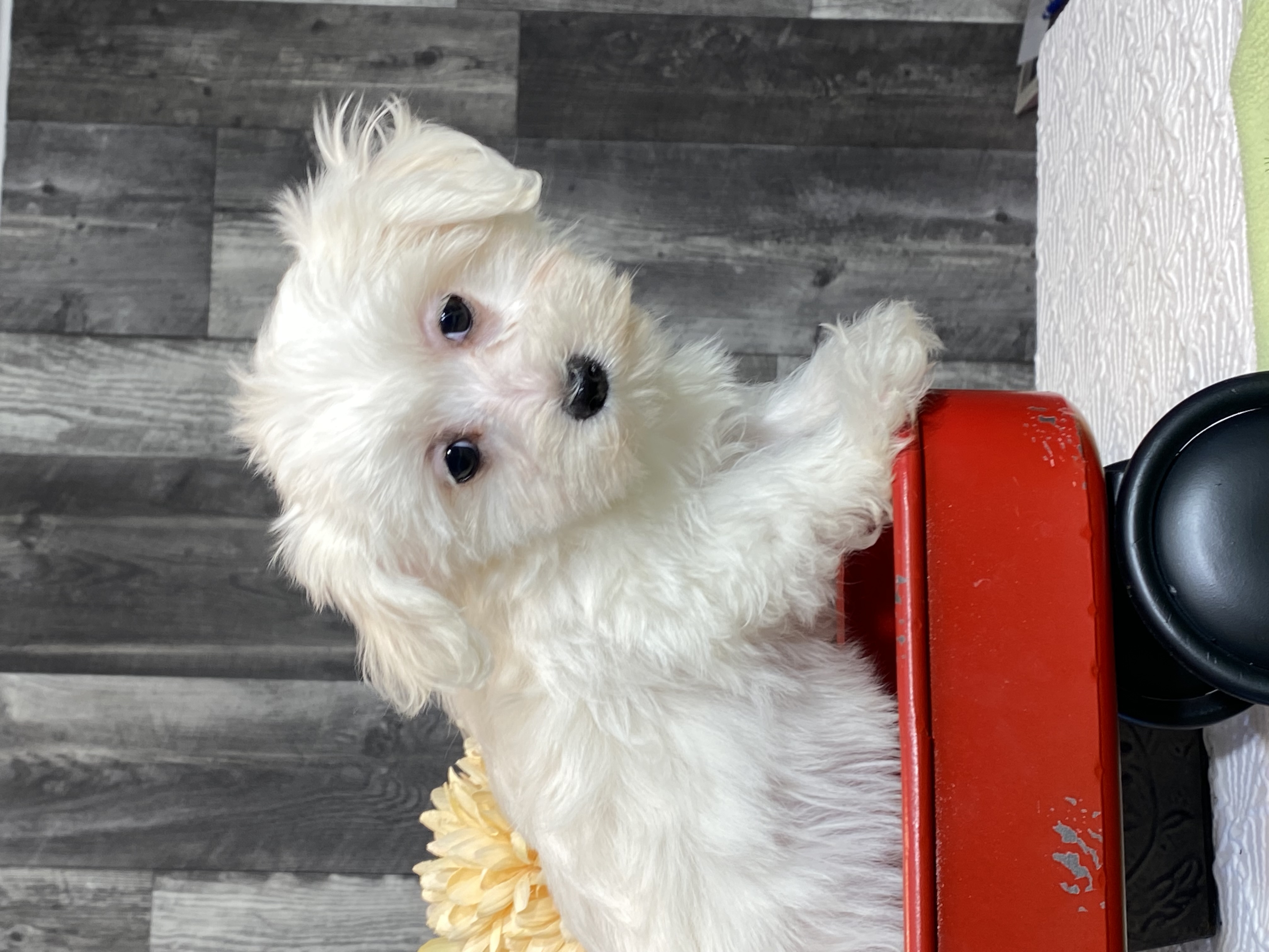 puppy, for, sale, Maltese/Coton de Tulear, Curtis  Martin, dog, breeder, Seneca Falls, NY, dog-breeder, puppy-for-sale, forsale, nearby, find, puppyfind, locator, puppylocator, aca