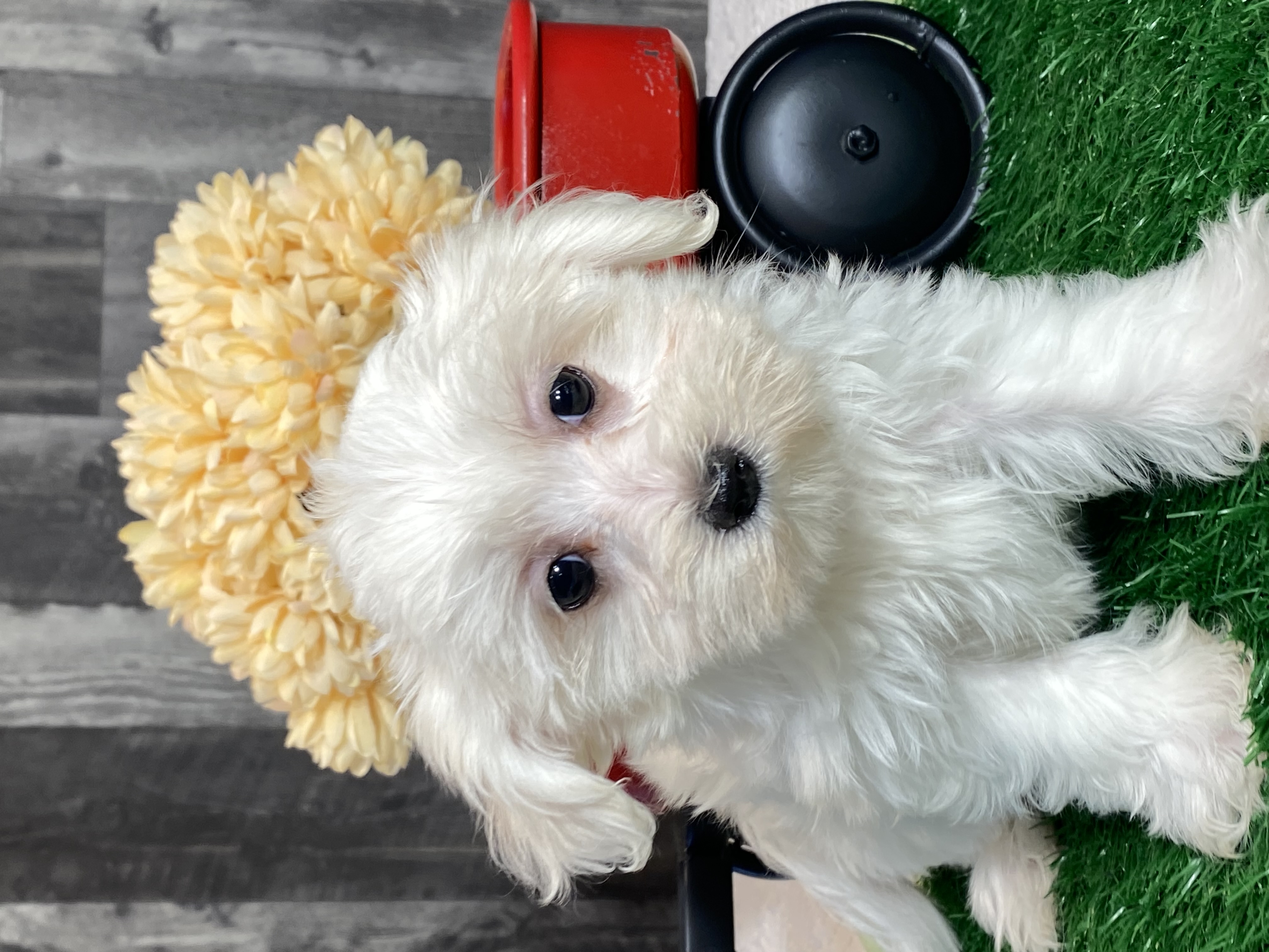 puppy, for, sale, Maltese/Coton de Tulear, Curtis  Martin, dog, breeder, Seneca Falls, NY, dog-breeder, puppy-for-sale, forsale, nearby, find, puppyfind, locator, puppylocator, aca