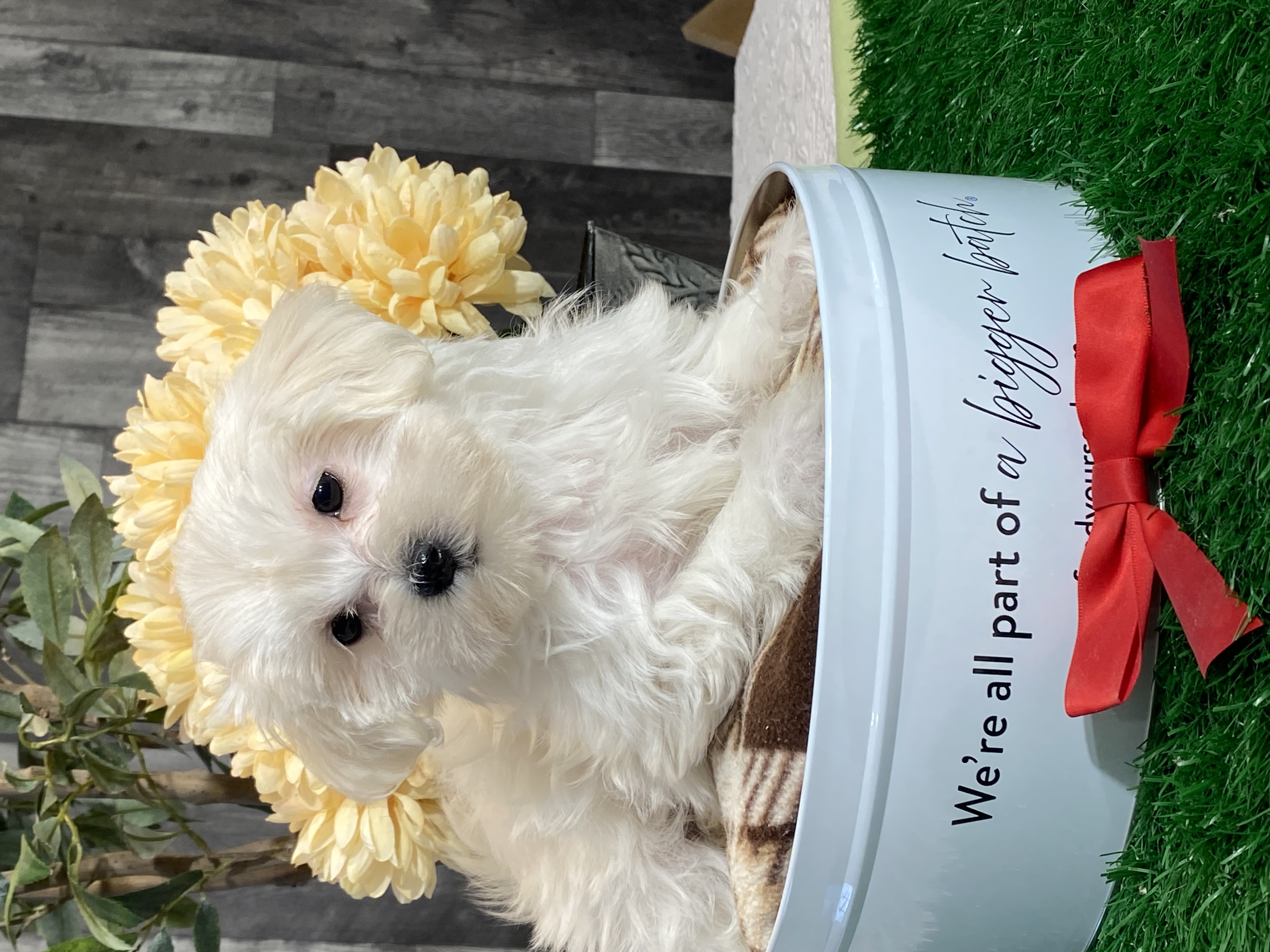 puppy, for, sale, Maltese/Coton de Tulear, Curtis  Martin, dog, breeder, Seneca Falls, NY, dog-breeder, puppy-for-sale, forsale, nearby, find, puppyfind, locator, puppylocator, aca