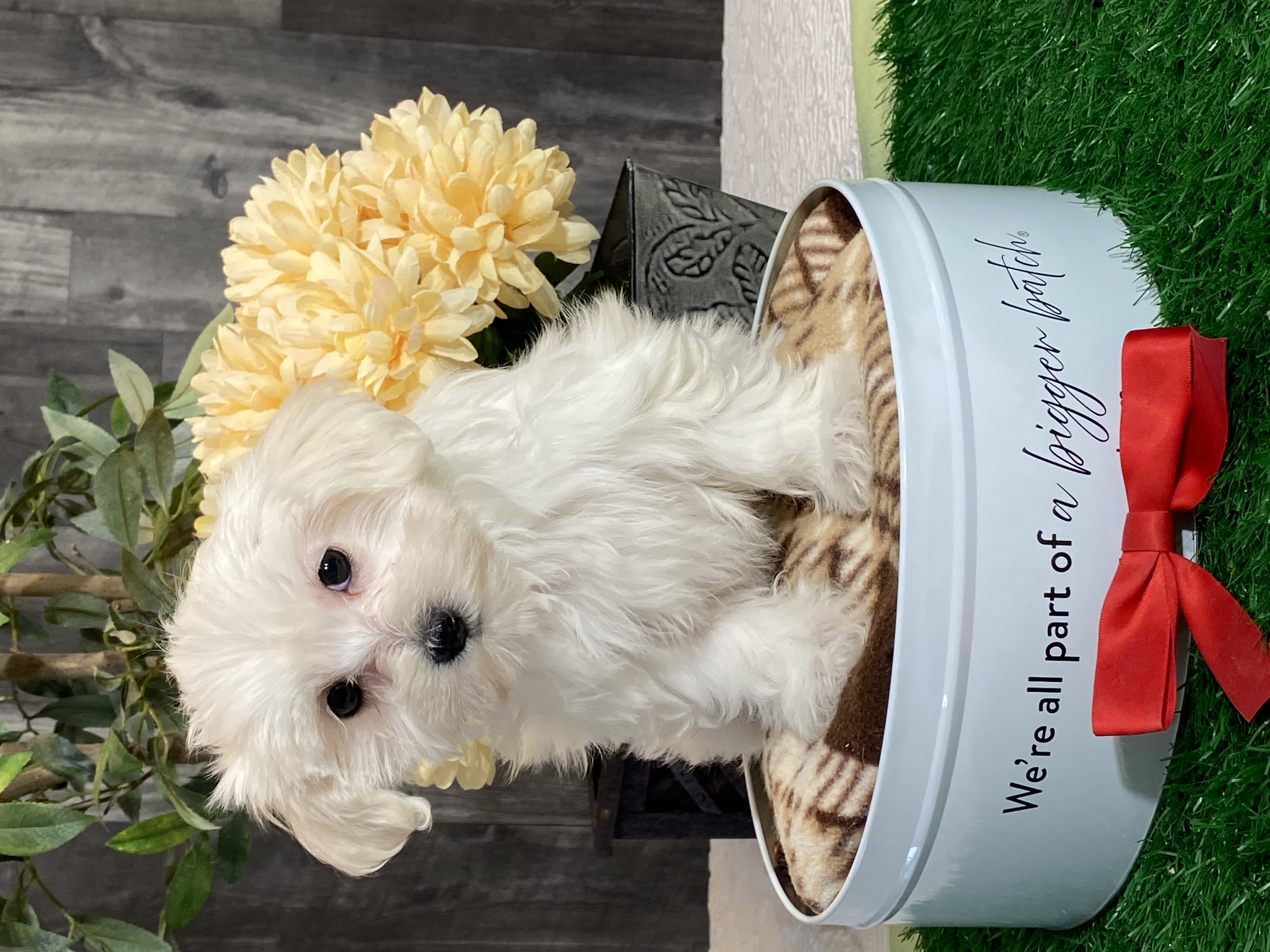 puppy, for, sale, Maltese/Coton de Tulear, Curtis  Martin, dog, breeder, Seneca Falls, NY, dog-breeder, puppy-for-sale, forsale, nearby, find, puppyfind, locator, puppylocator, aca