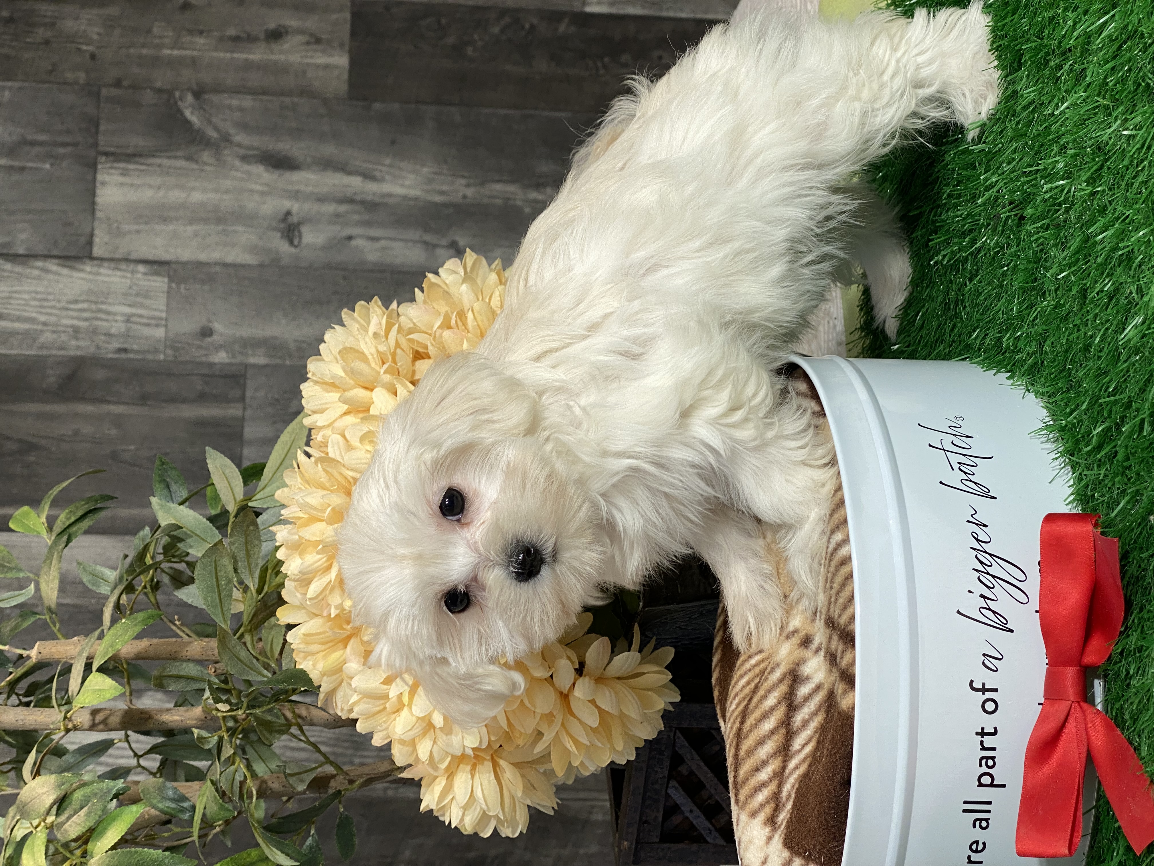 puppy, for, sale, Maltese/Coton de Tulear, Curtis  Martin, dog, breeder, Seneca Falls, NY, dog-breeder, puppy-for-sale, forsale, nearby, find, puppyfind, locator, puppylocator, aca