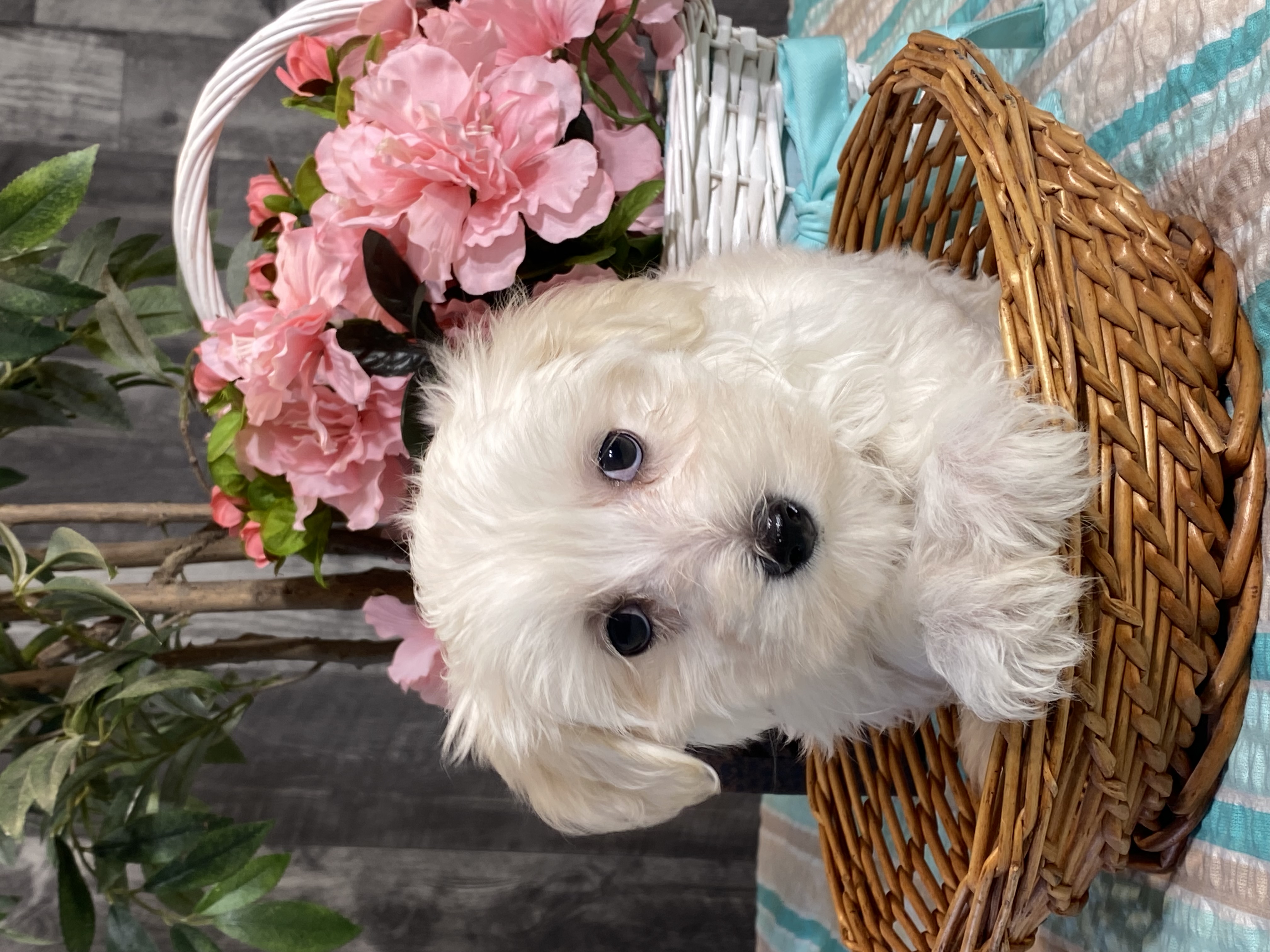 puppy, for, sale, Maltese/Coton de Tulear, Curtis  Martin, dog, breeder, Seneca Falls, NY, dog-breeder, puppy-for-sale, forsale, nearby, find, puppyfind, locator, puppylocator, aca