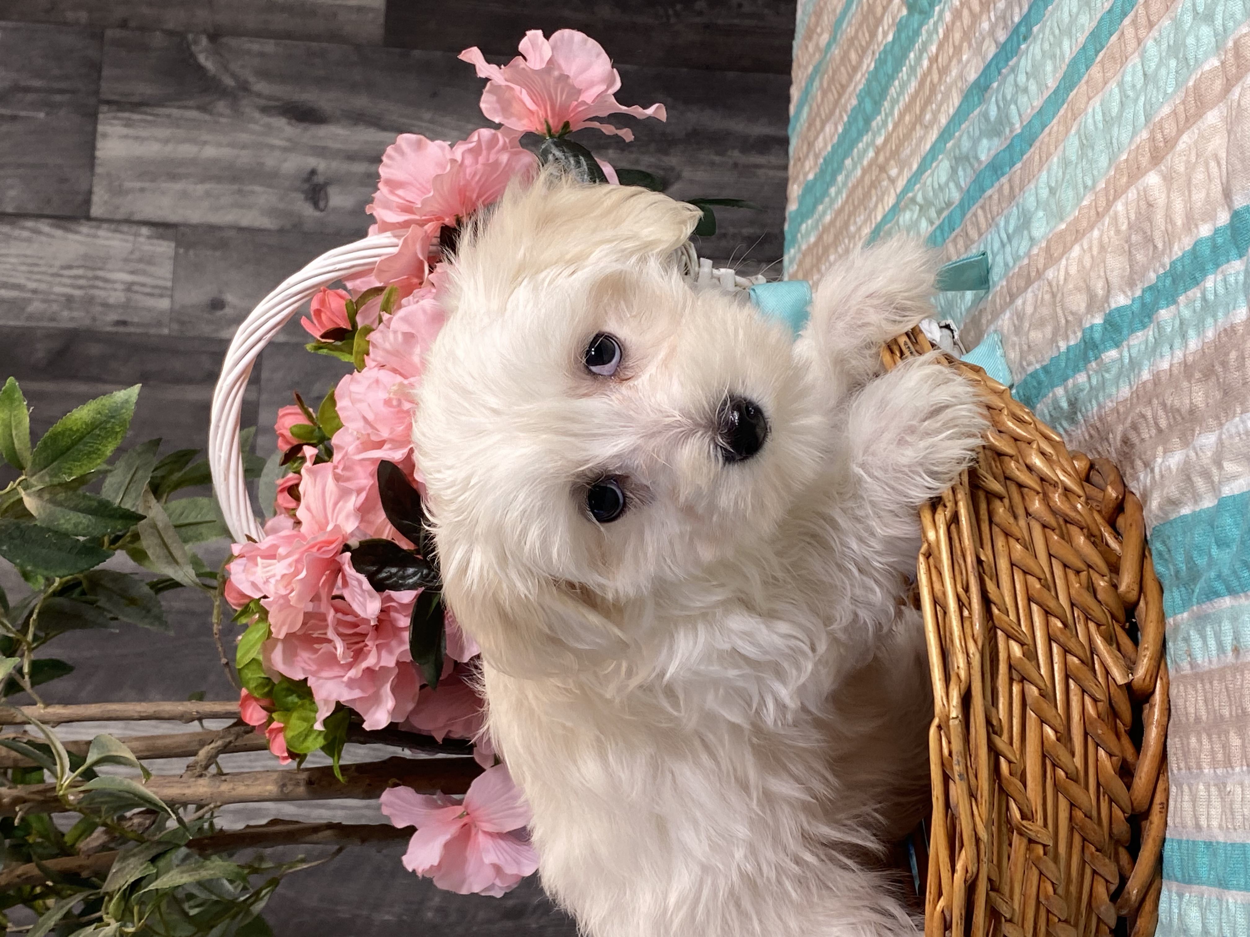 puppy, for, sale, Maltese/Coton de Tulear, Curtis  Martin, dog, breeder, Seneca Falls, NY, dog-breeder, puppy-for-sale, forsale, nearby, find, puppyfind, locator, puppylocator, aca