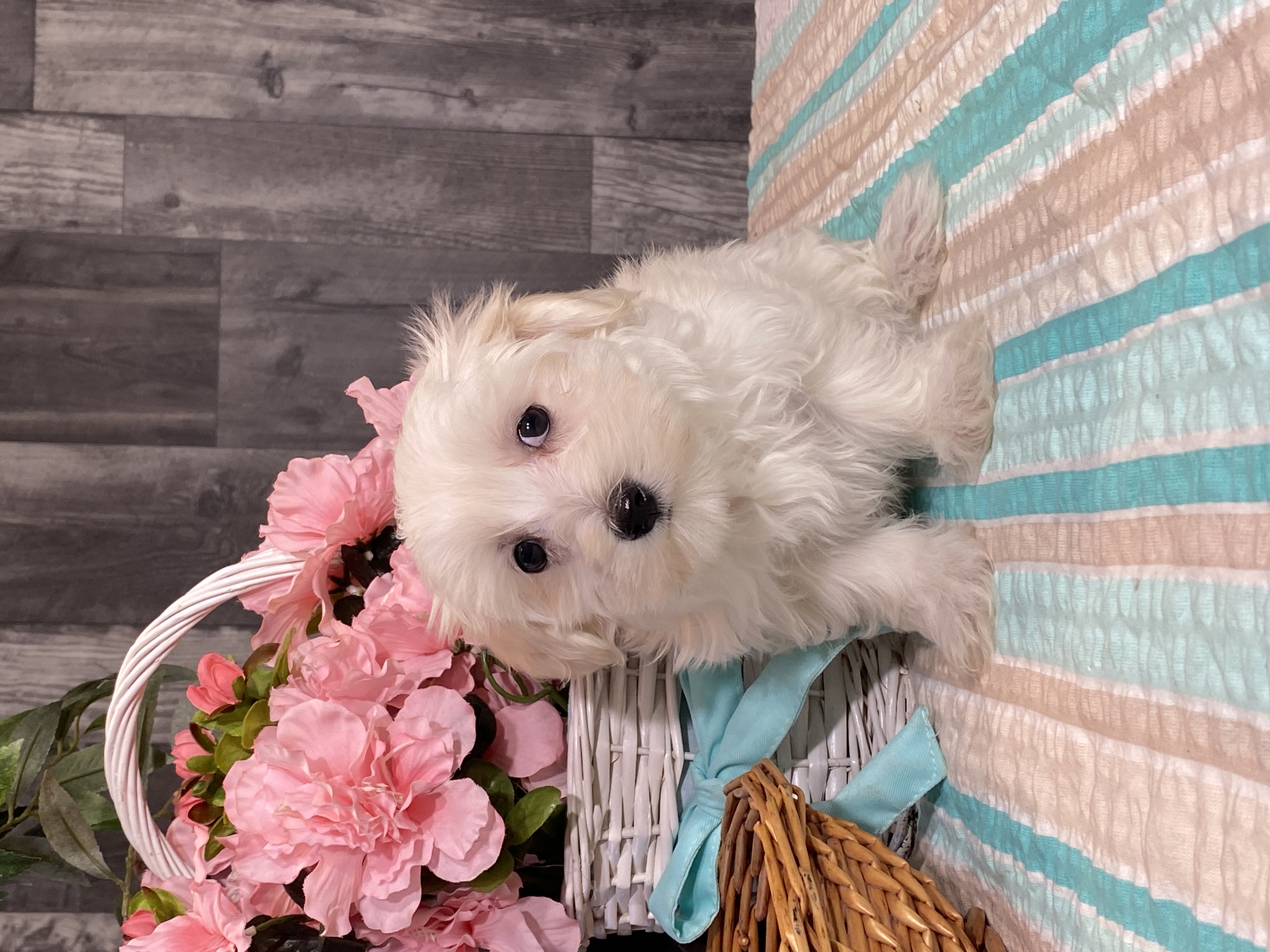 puppy, for, sale, Maltese/Coton de Tulear, Curtis  Martin, dog, breeder, Seneca Falls, NY, dog-breeder, puppy-for-sale, forsale, nearby, find, puppyfind, locator, puppylocator, aca