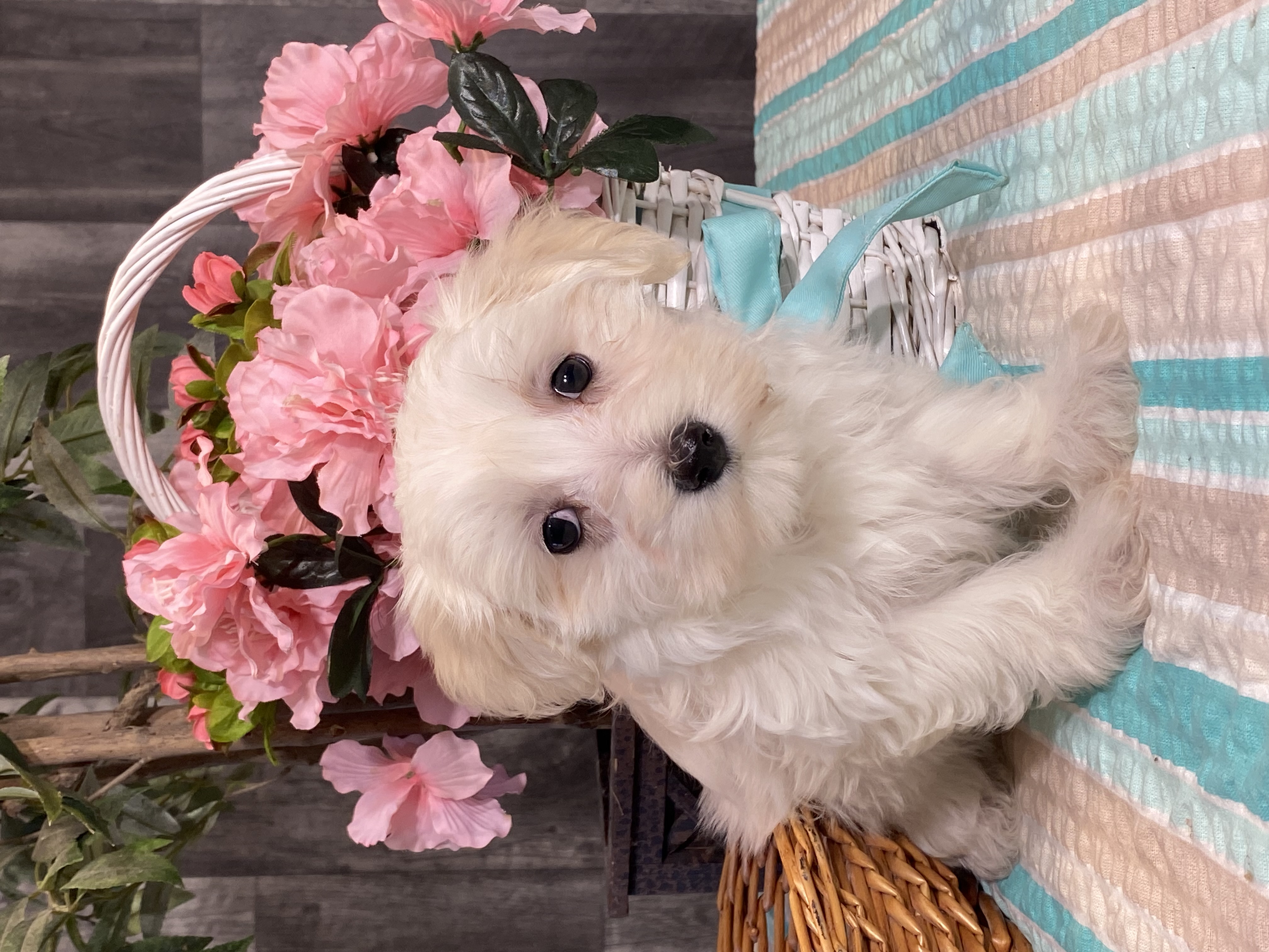 puppy, for, sale, Maltese/Coton de Tulear, Curtis  Martin, dog, breeder, Seneca Falls, NY, dog-breeder, puppy-for-sale, forsale, nearby, find, puppyfind, locator, puppylocator, aca