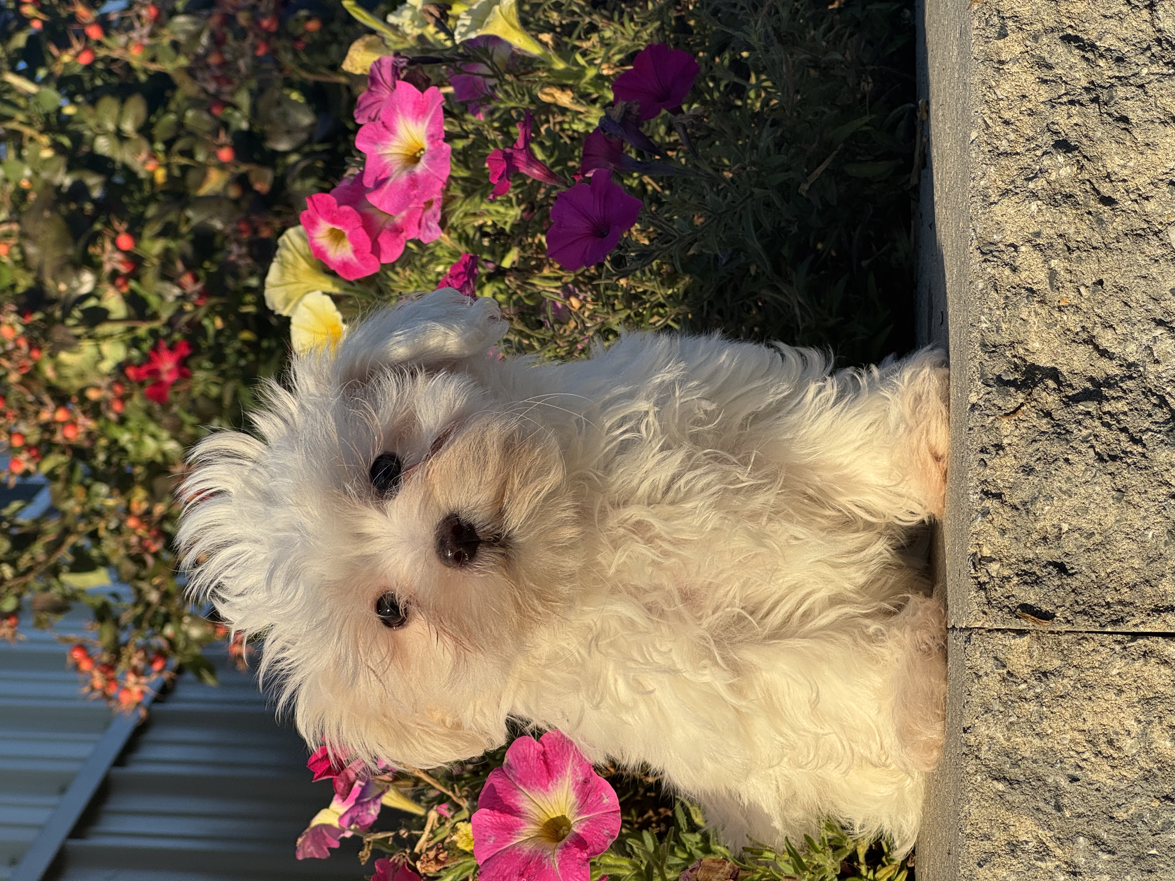 puppy, for, sale, Coton de Tulear, Curtis  Martin, dog, breeder, Seneca Falls, NY, dog-breeder, puppy-for-sale, forsale, nearby, find, puppyfind, locator, puppylocator, aca
