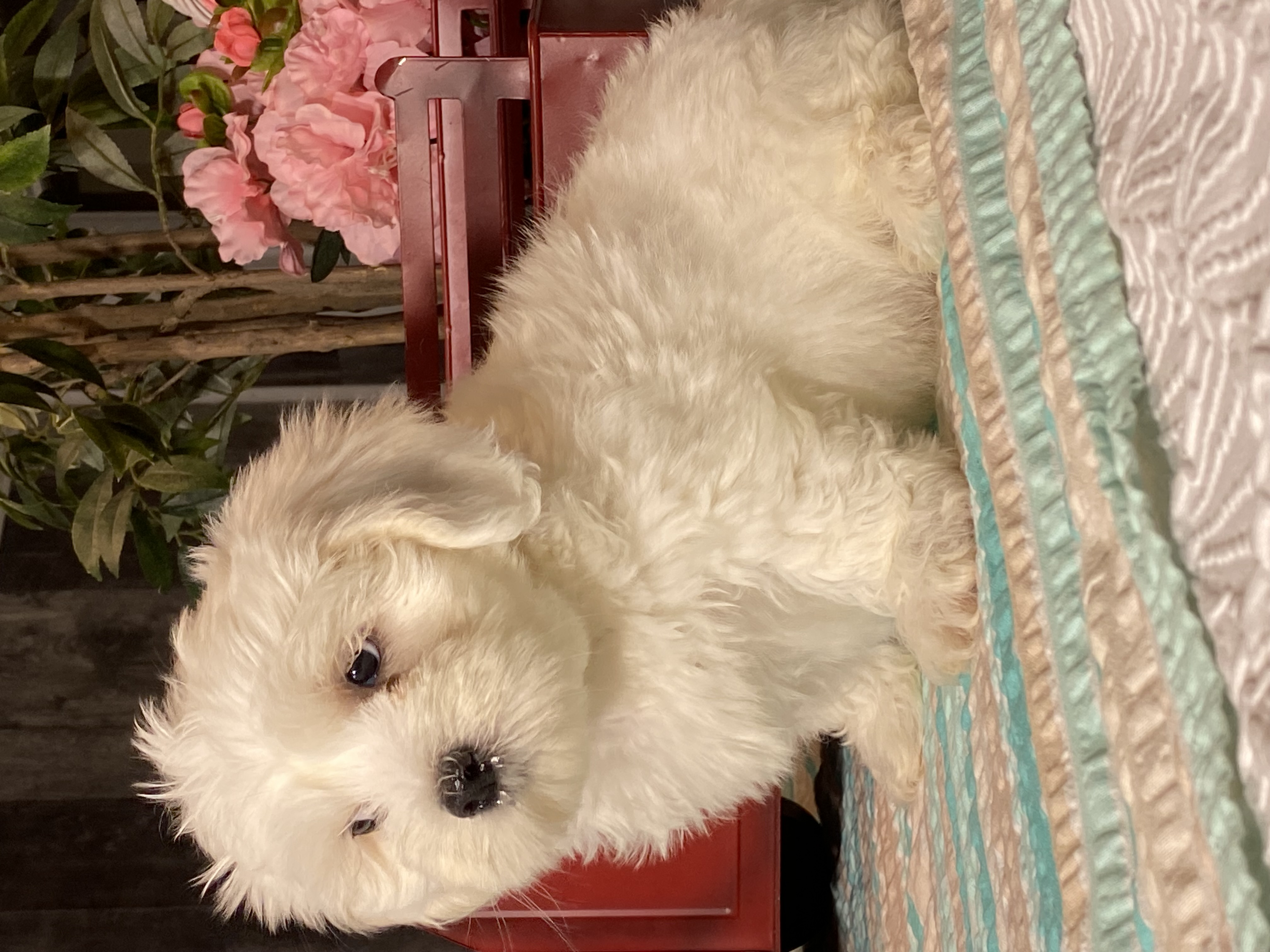 puppy, for, sale, Havanese/Coton de Tulear, Curtis  Martin, dog, breeder, Seneca Falls, NY, dog-breeder, puppy-for-sale, forsale, nearby, find, puppyfind, locator, puppylocator, aca