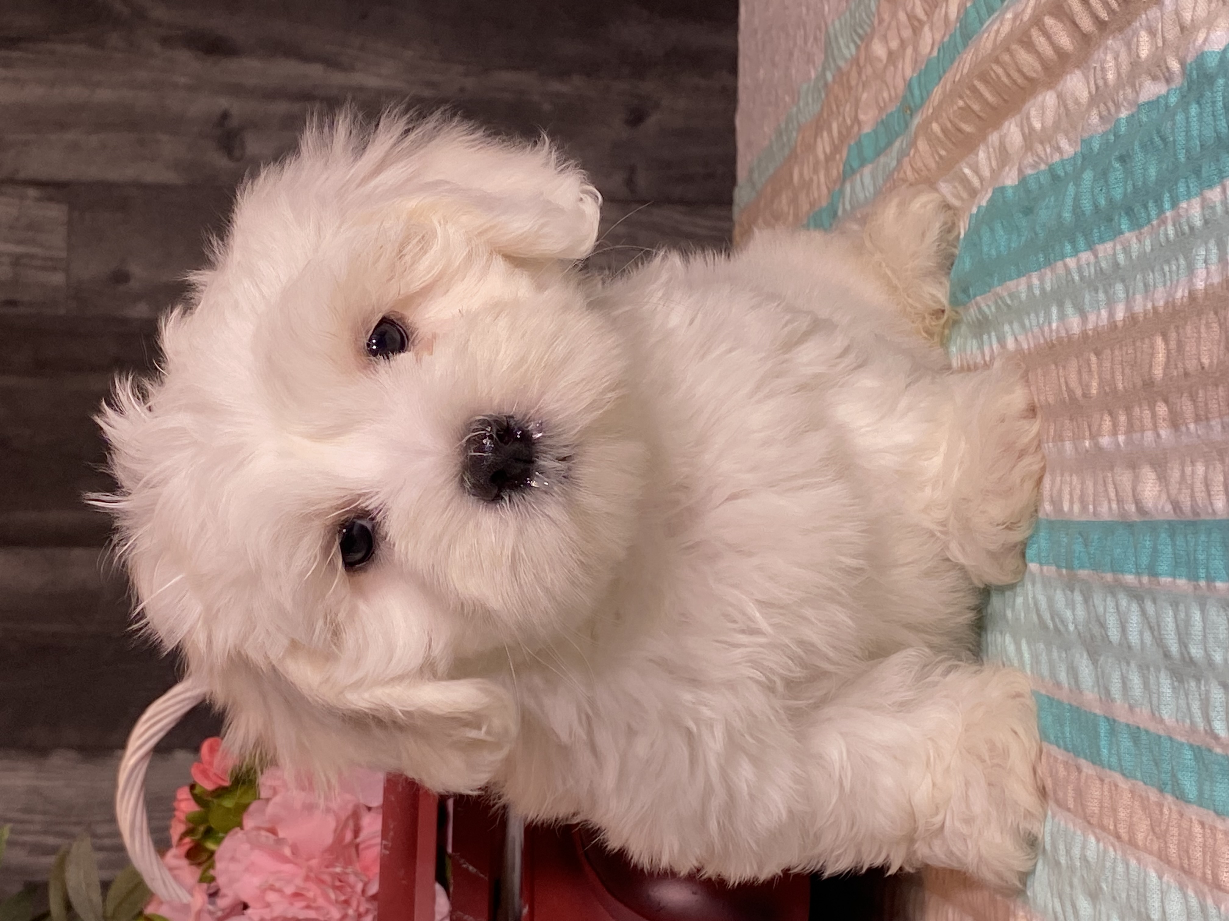 puppy, for, sale, Havanese/Coton de Tulear, Curtis  Martin, dog, breeder, Seneca Falls, NY, dog-breeder, puppy-for-sale, forsale, nearby, find, puppyfind, locator, puppylocator, aca